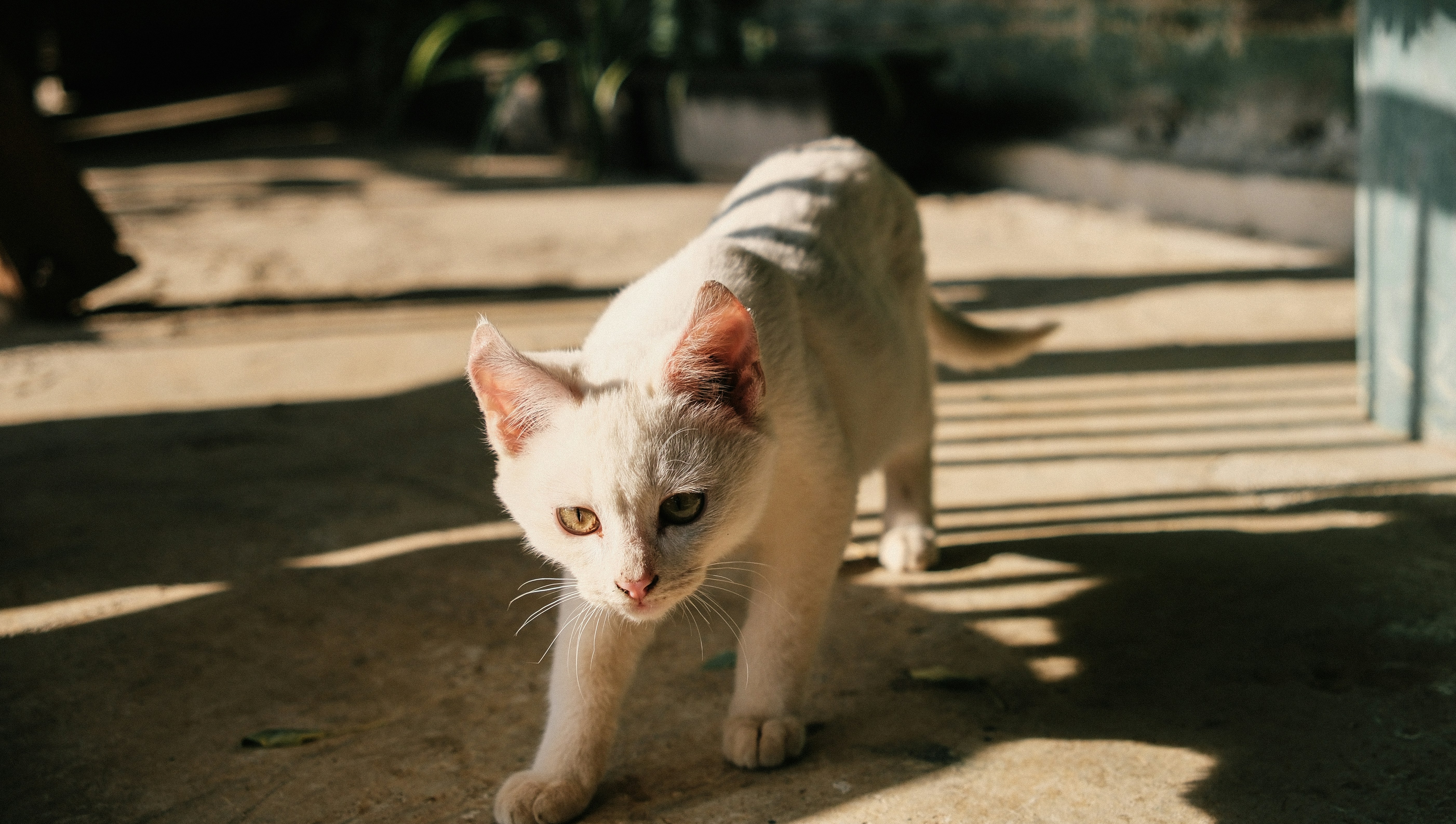 Photo by huyphan2602