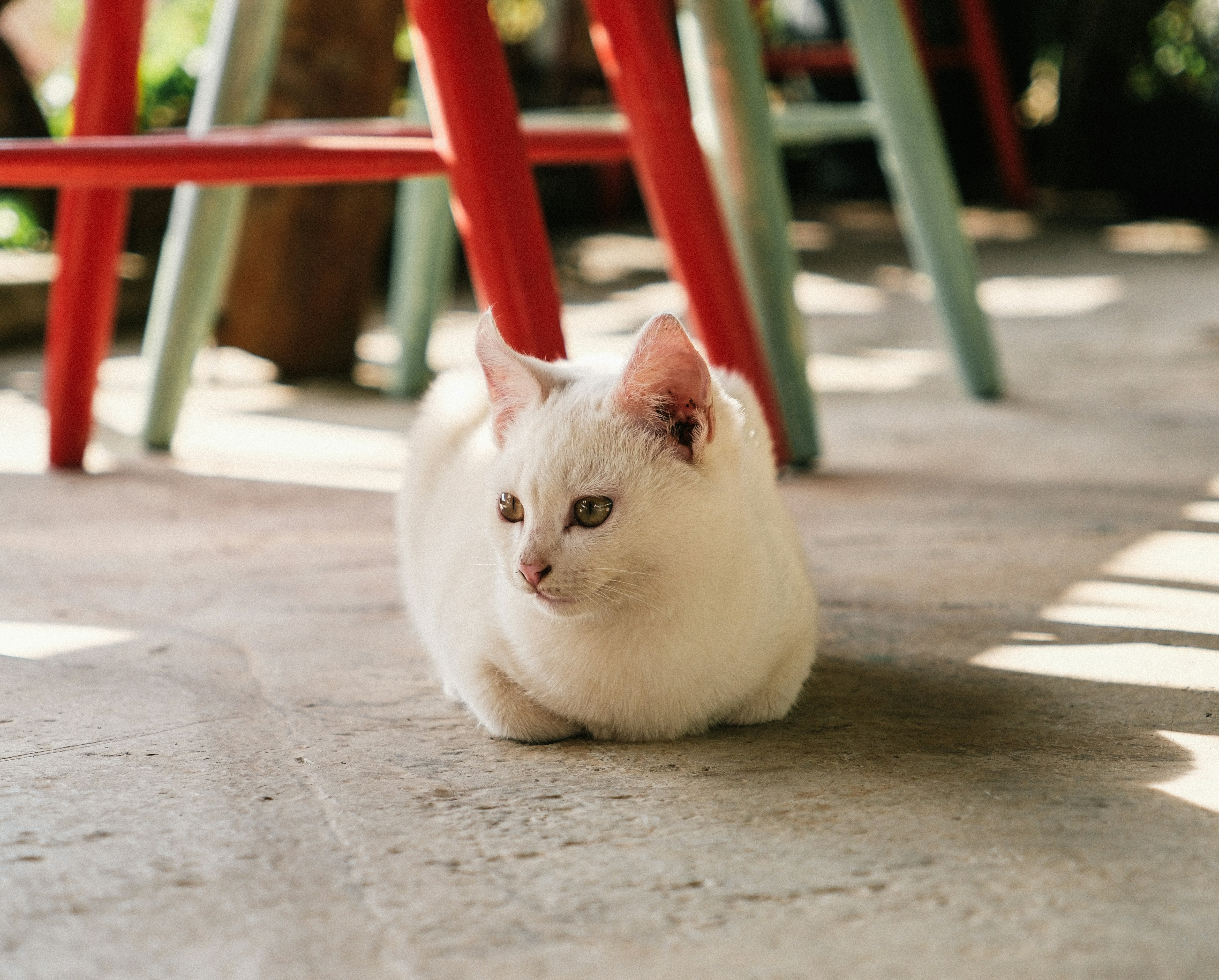 A white cat sits on a concrete floor.
