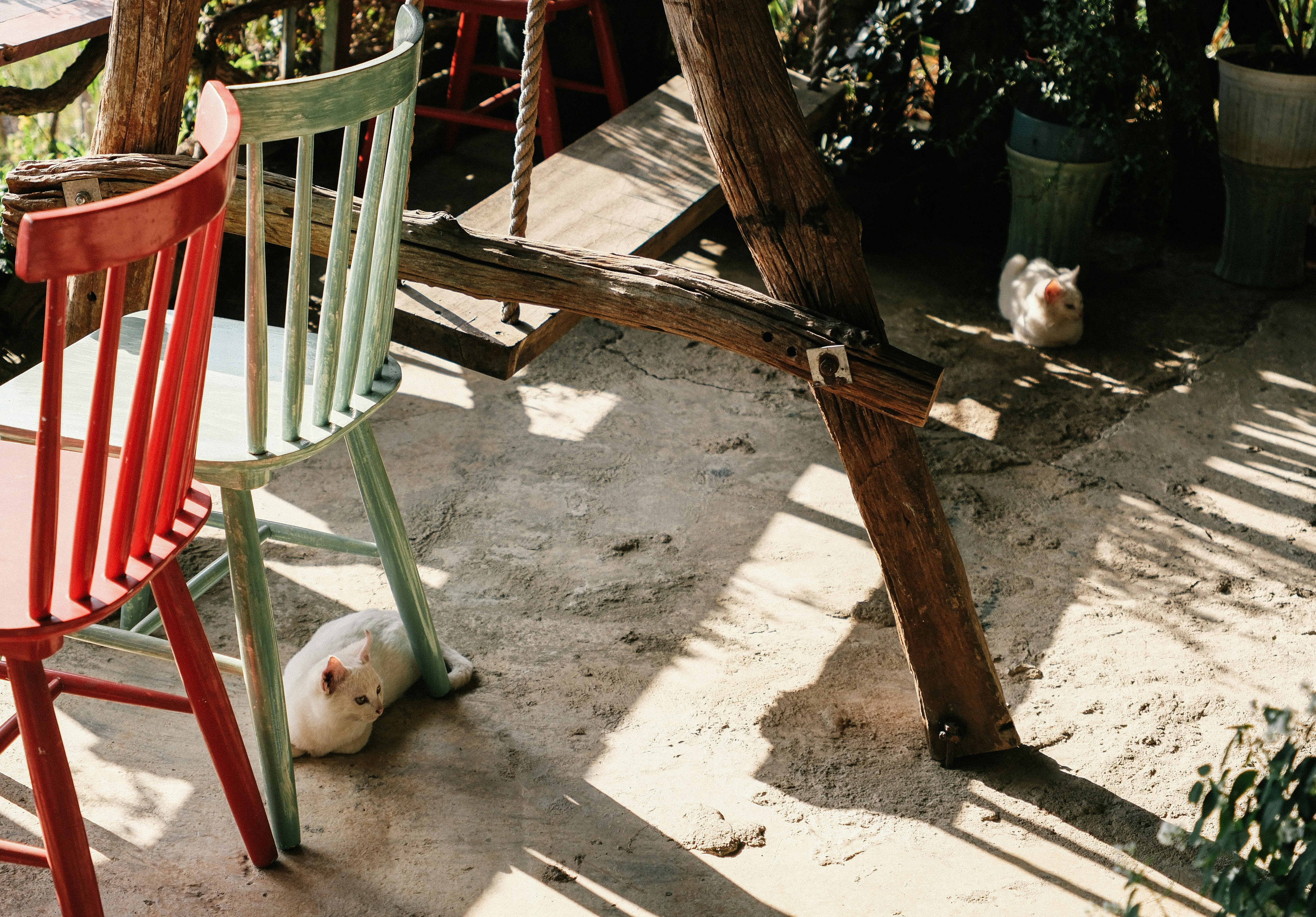 Two white cats rest under chairs outdoors.