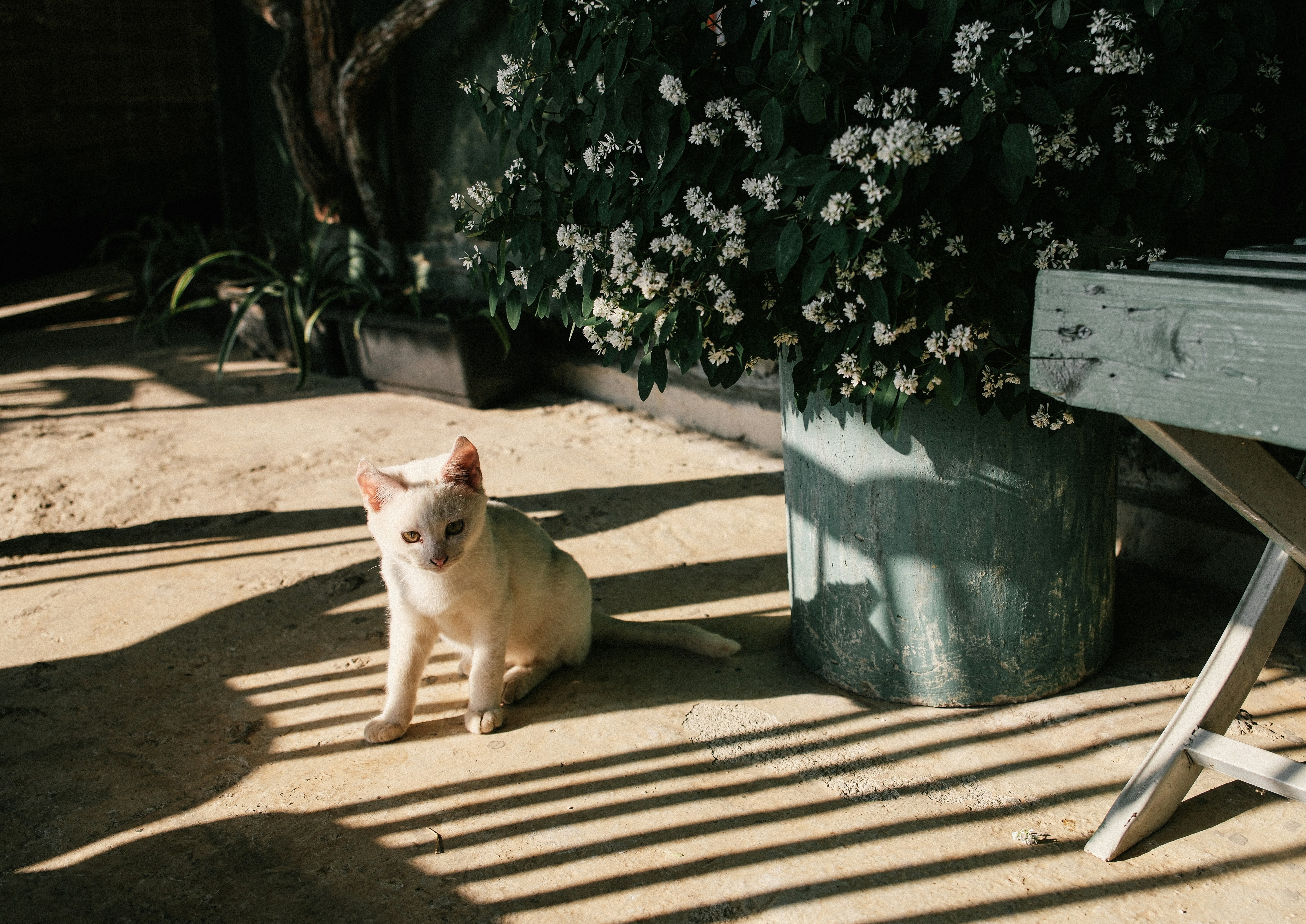 A white cat sits in dappled sunlight on a patio.