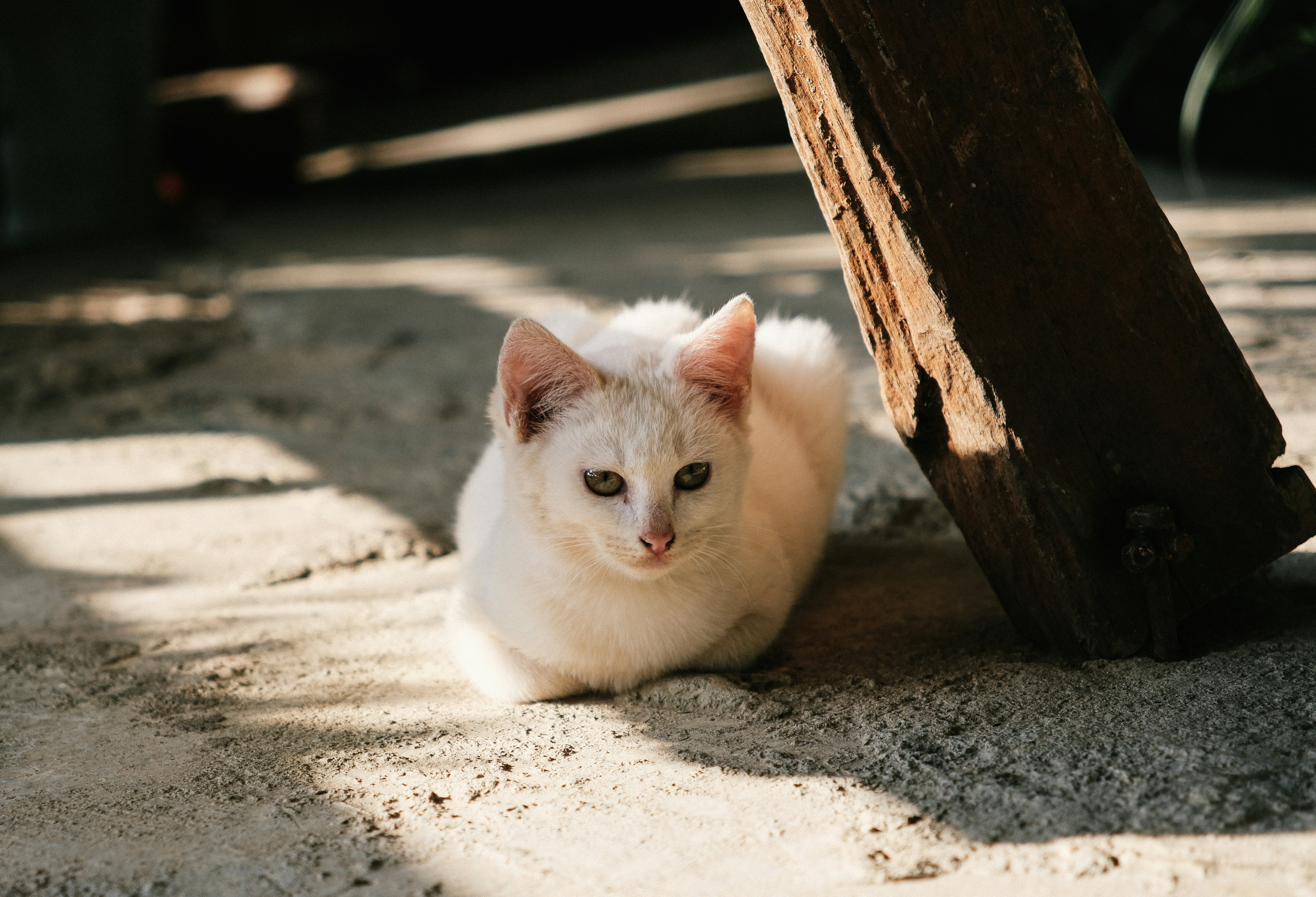 A white cat rests near a wooden post.