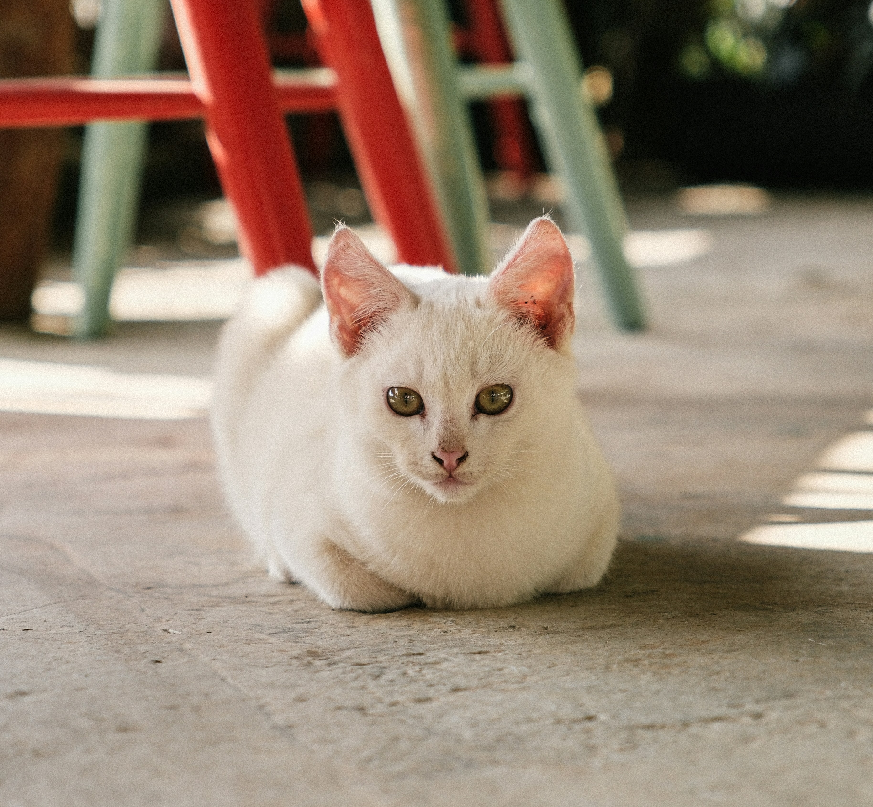 A white cat lies on a concrete floor.