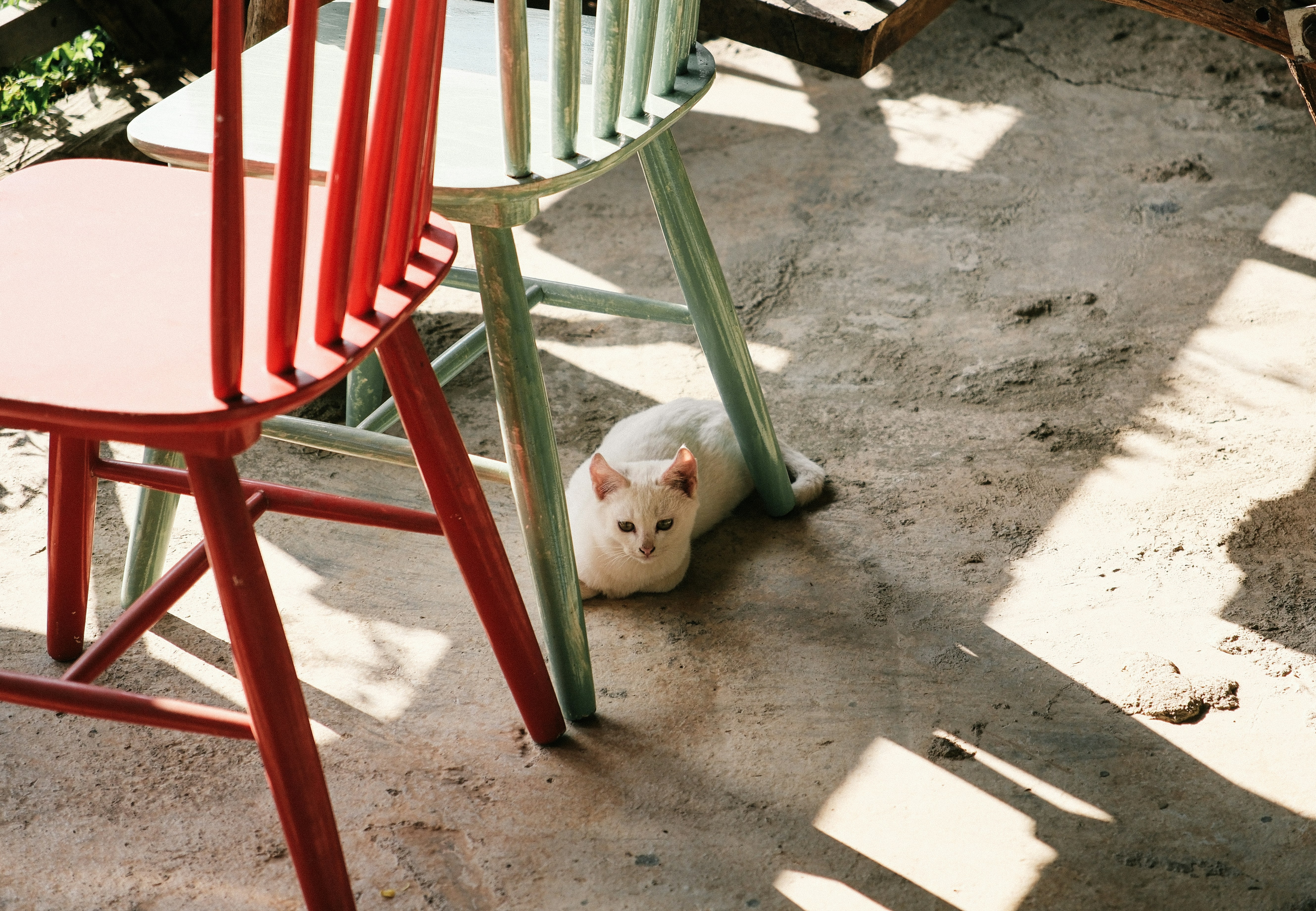 White cat hiding under colorful chairs outdoors