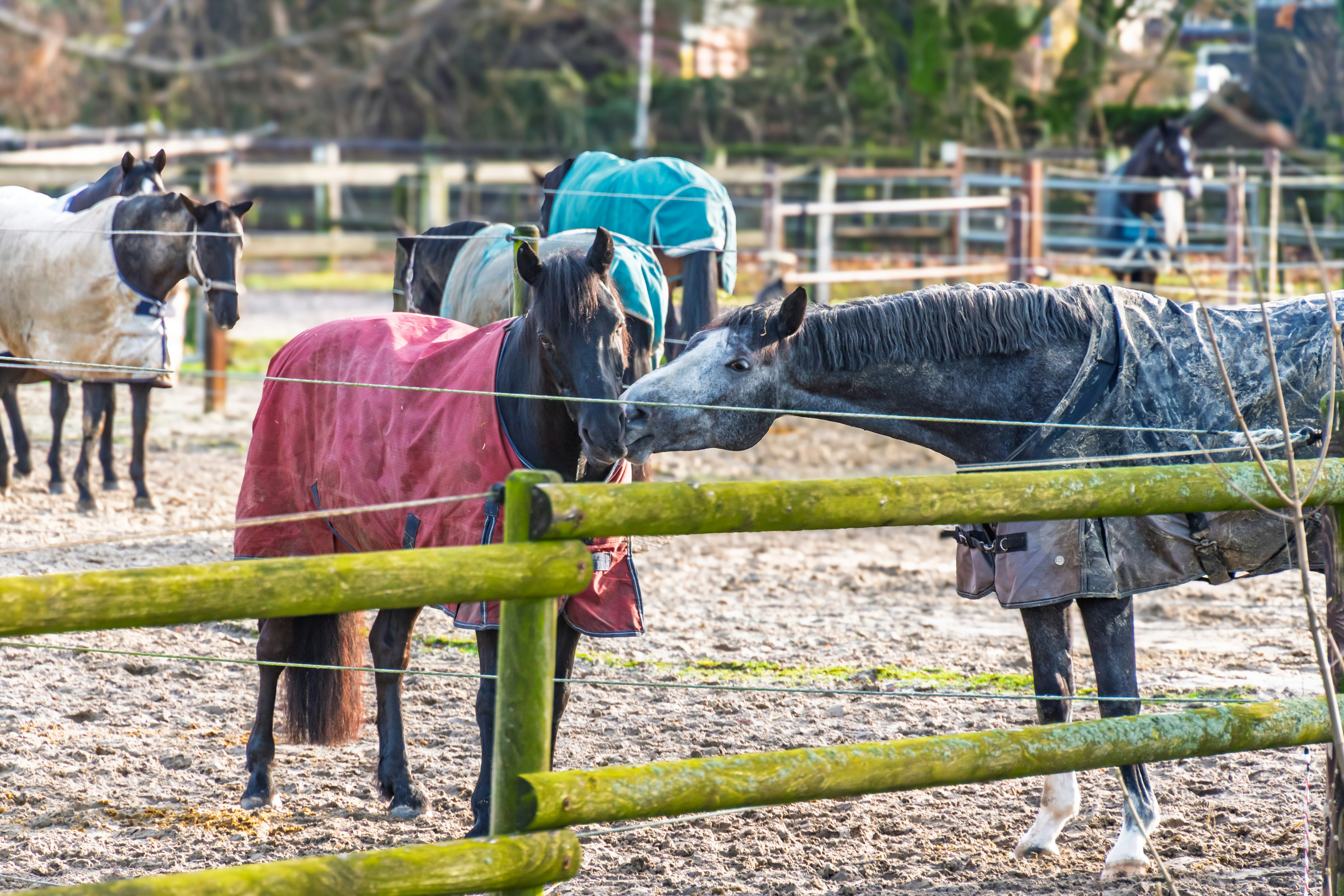 Horses wearing blankets in a fenced enclosure