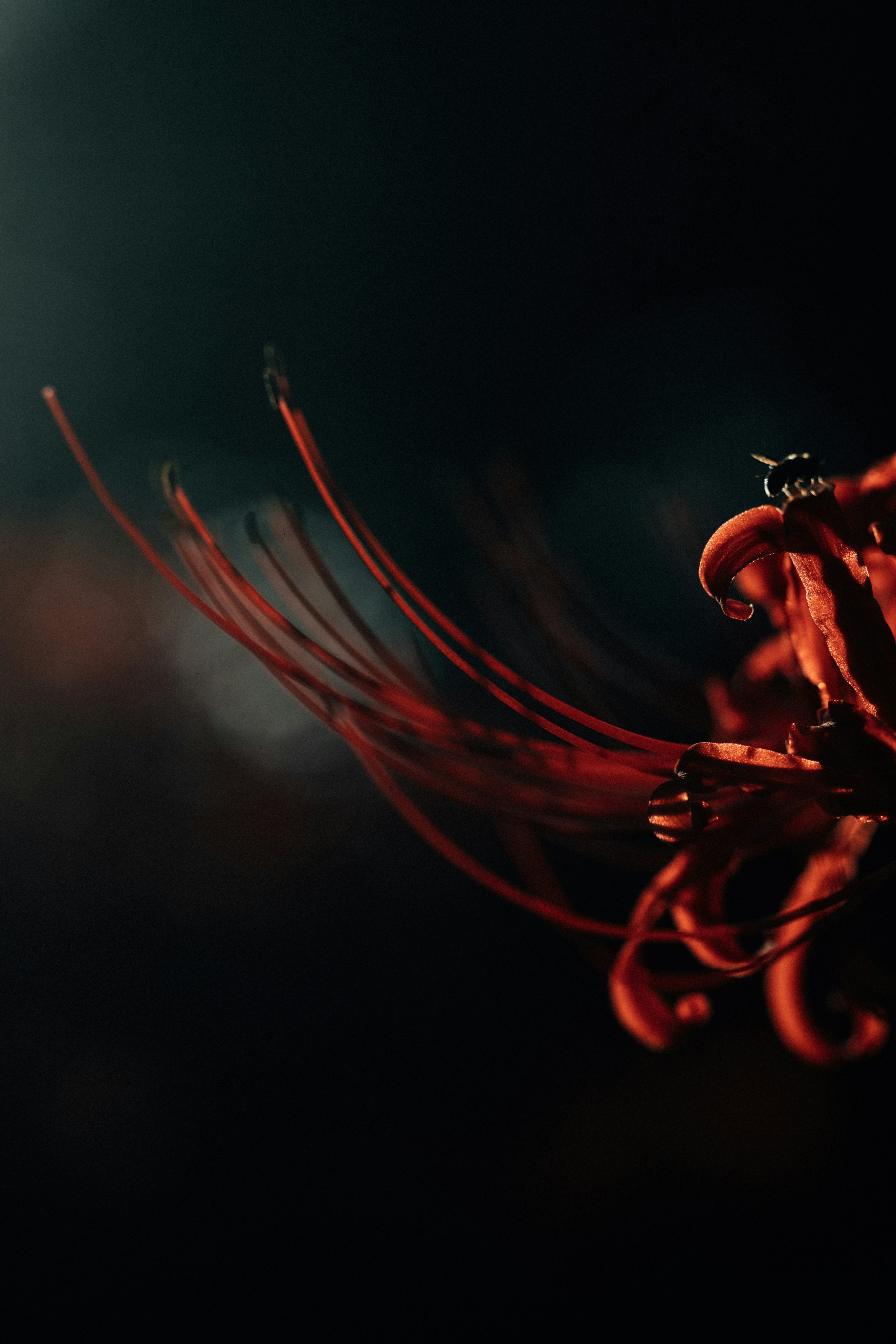 Photo by tsuyoshikozu