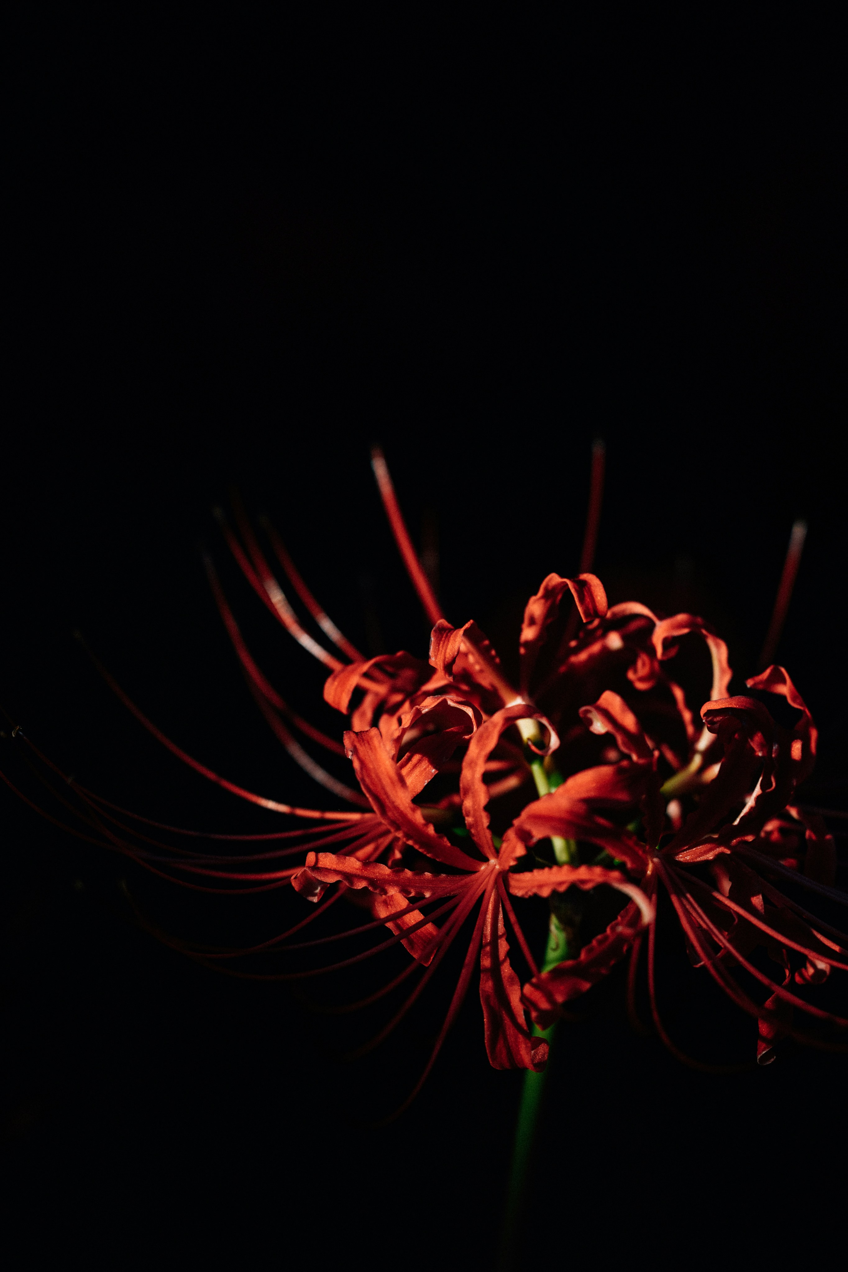 Photo by tsuyoshikozu