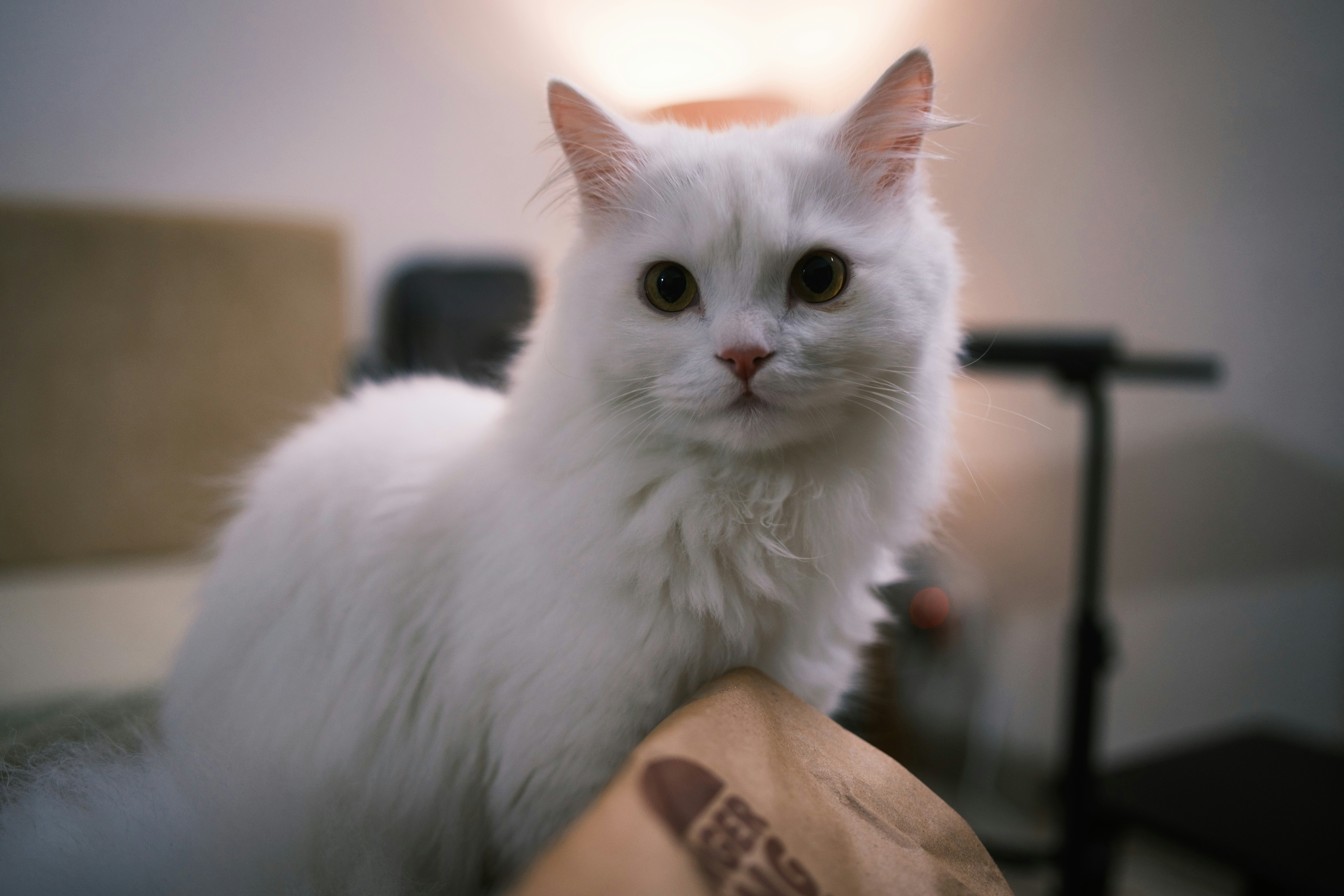 A fluffy white cat with striking eyes looks forward.