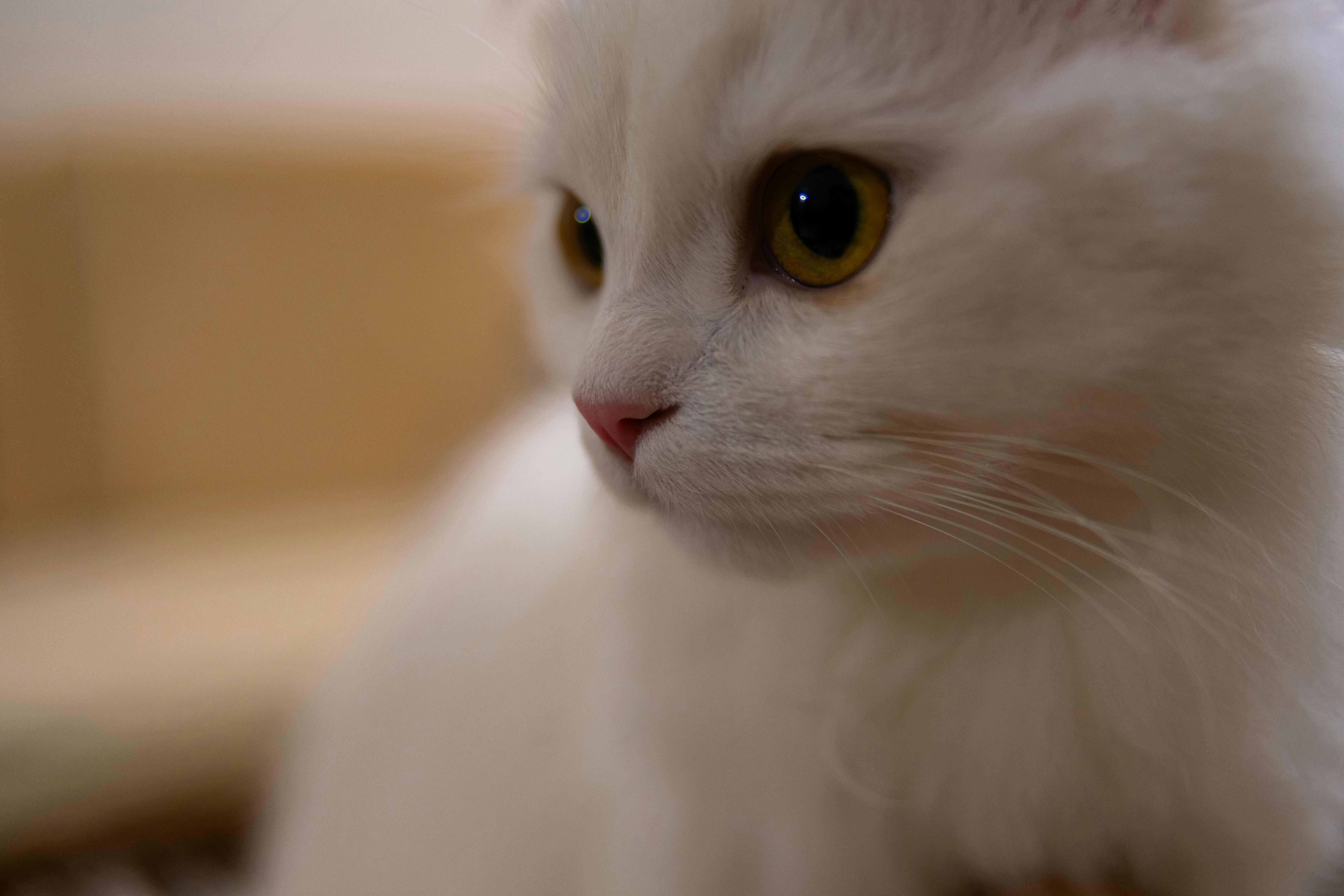 Photo by ankit54gaurav