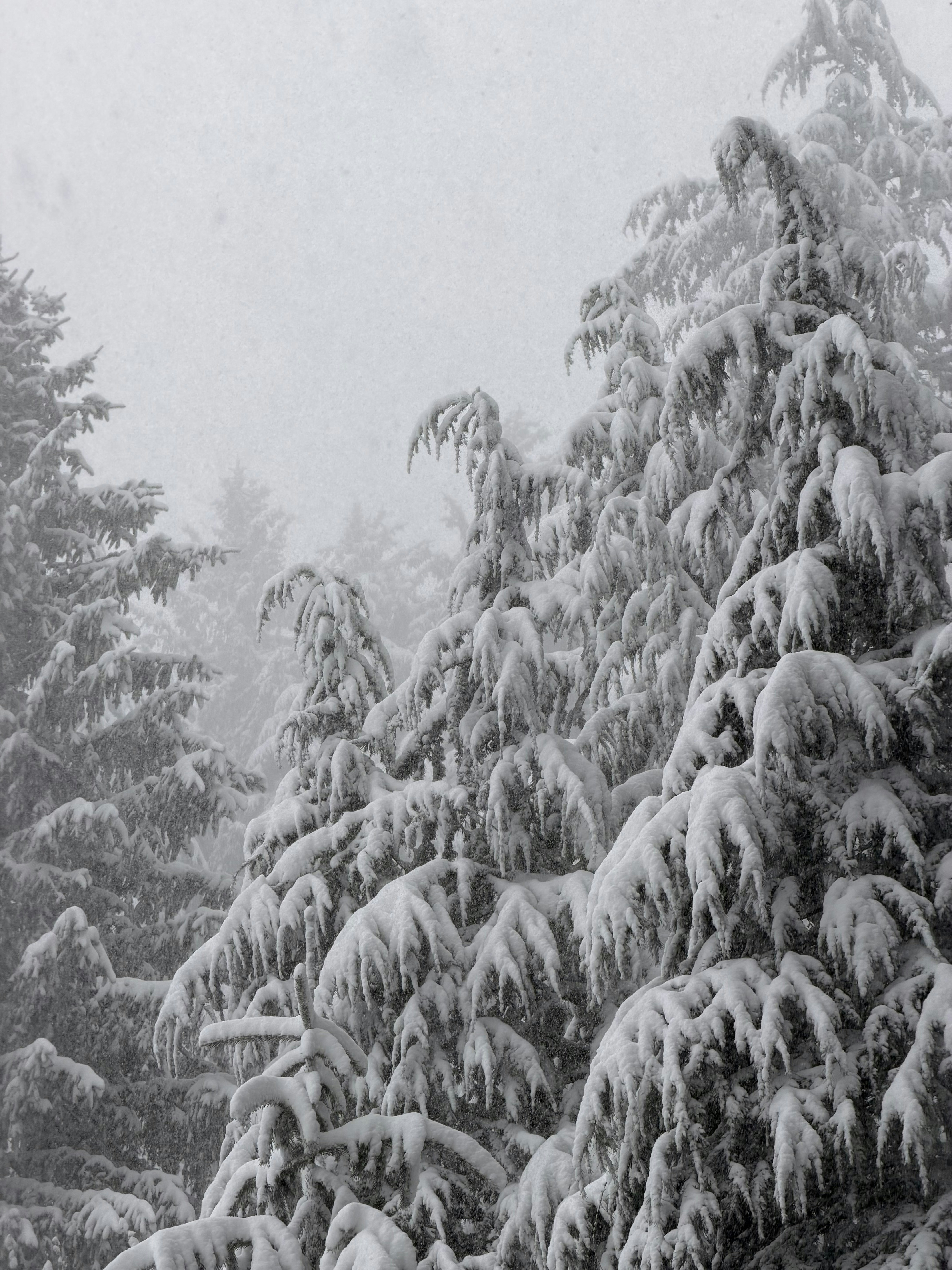 Photo by decomposeeeee