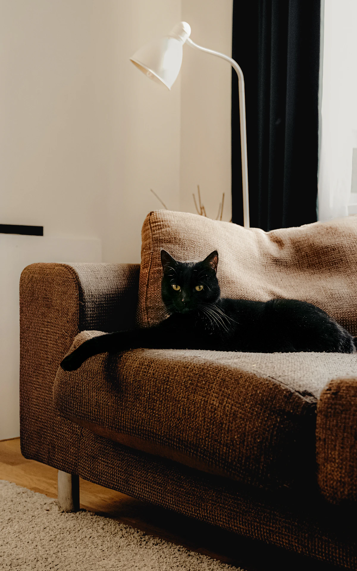 Cat resting in a sunlit, neutral living room
