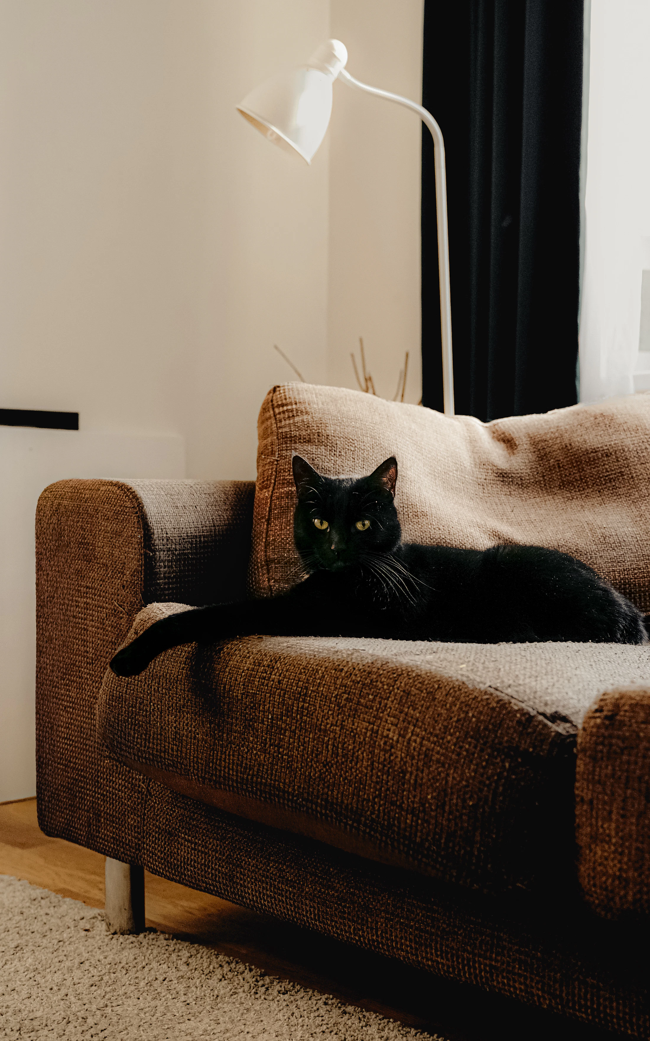 A black cat relaxing in a warm, modern living room