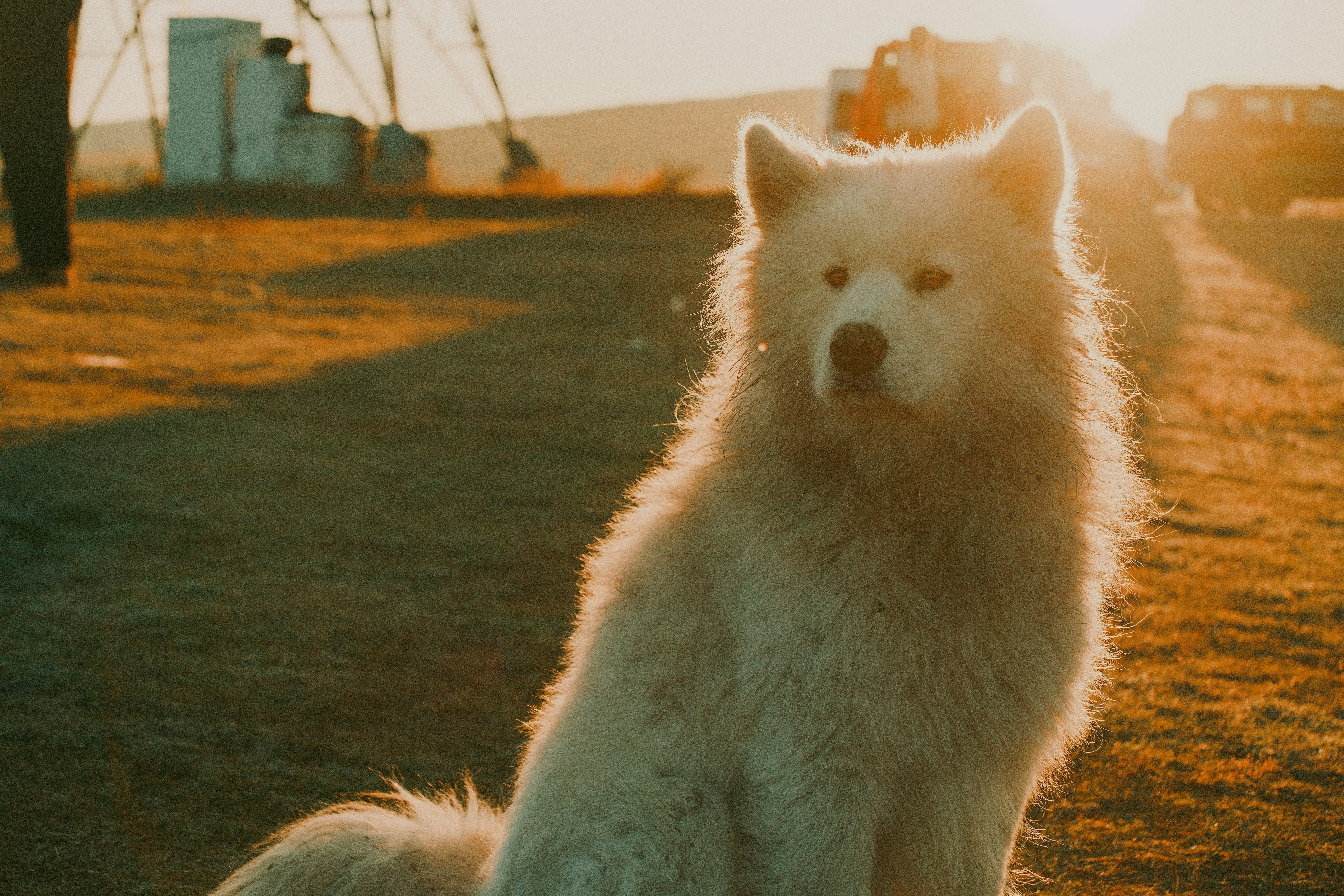 A fluffy white dog sits outdoors at sunset.