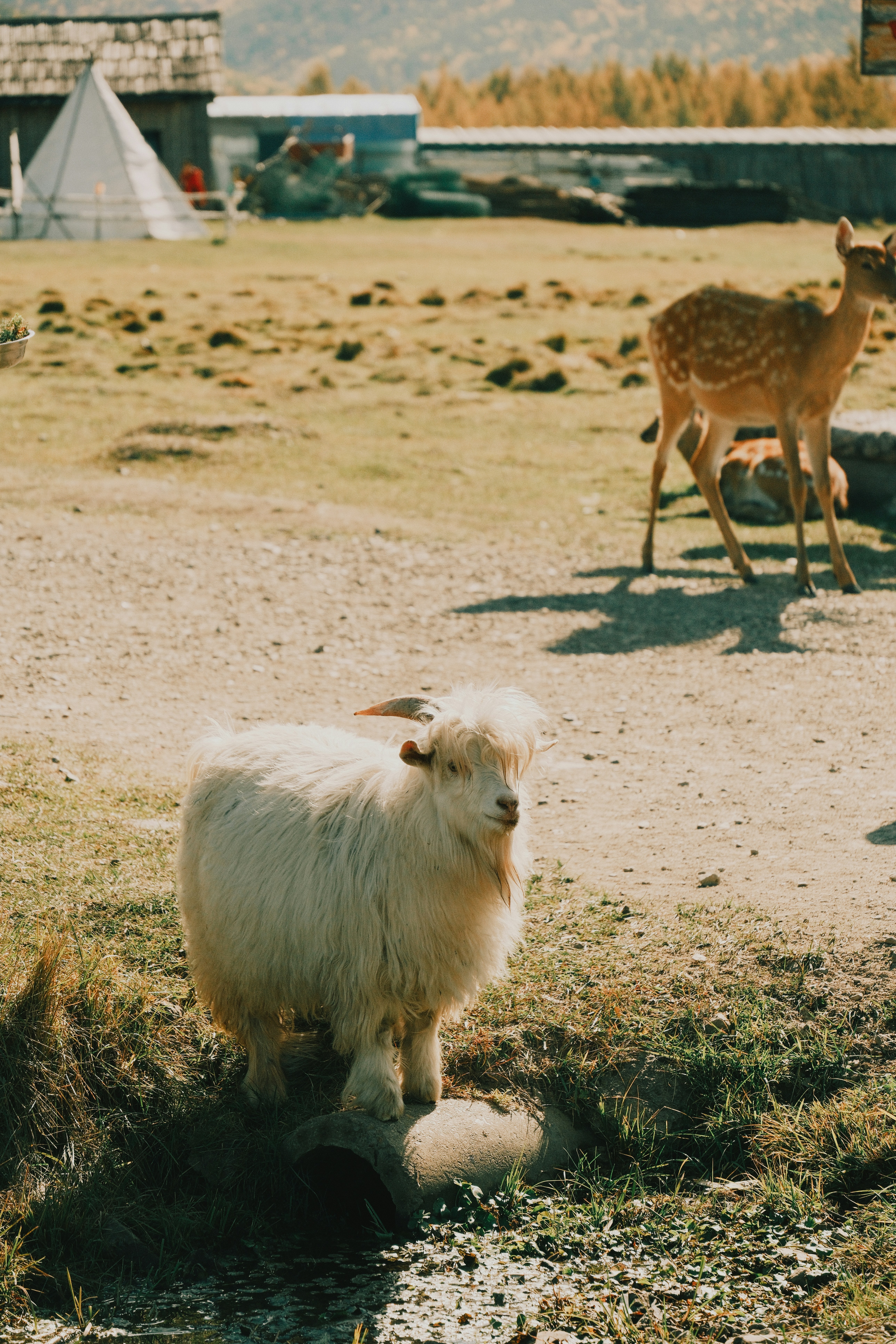 A fluffy white goat stands in a grassy field.