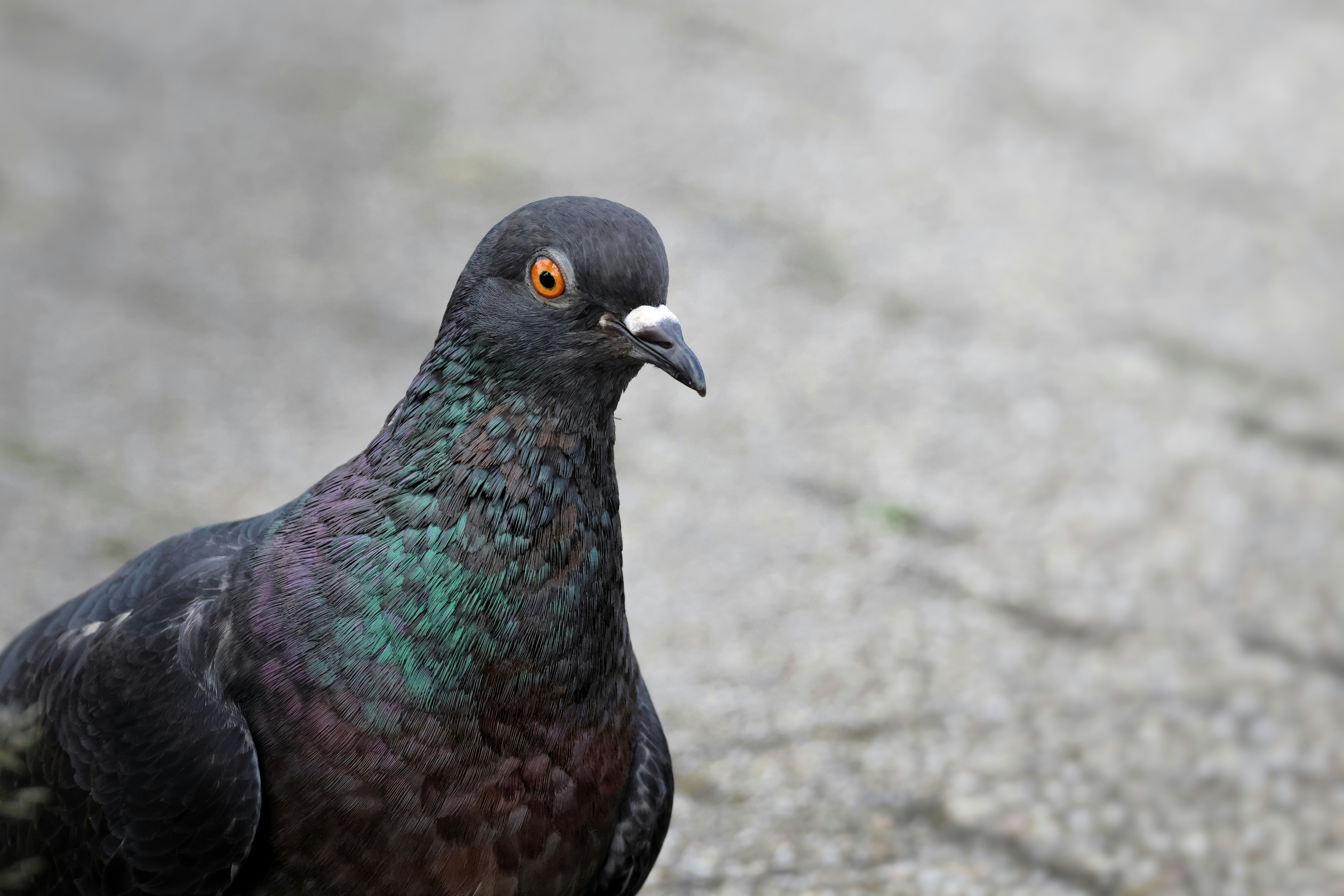 Photo by chinstrapphotography