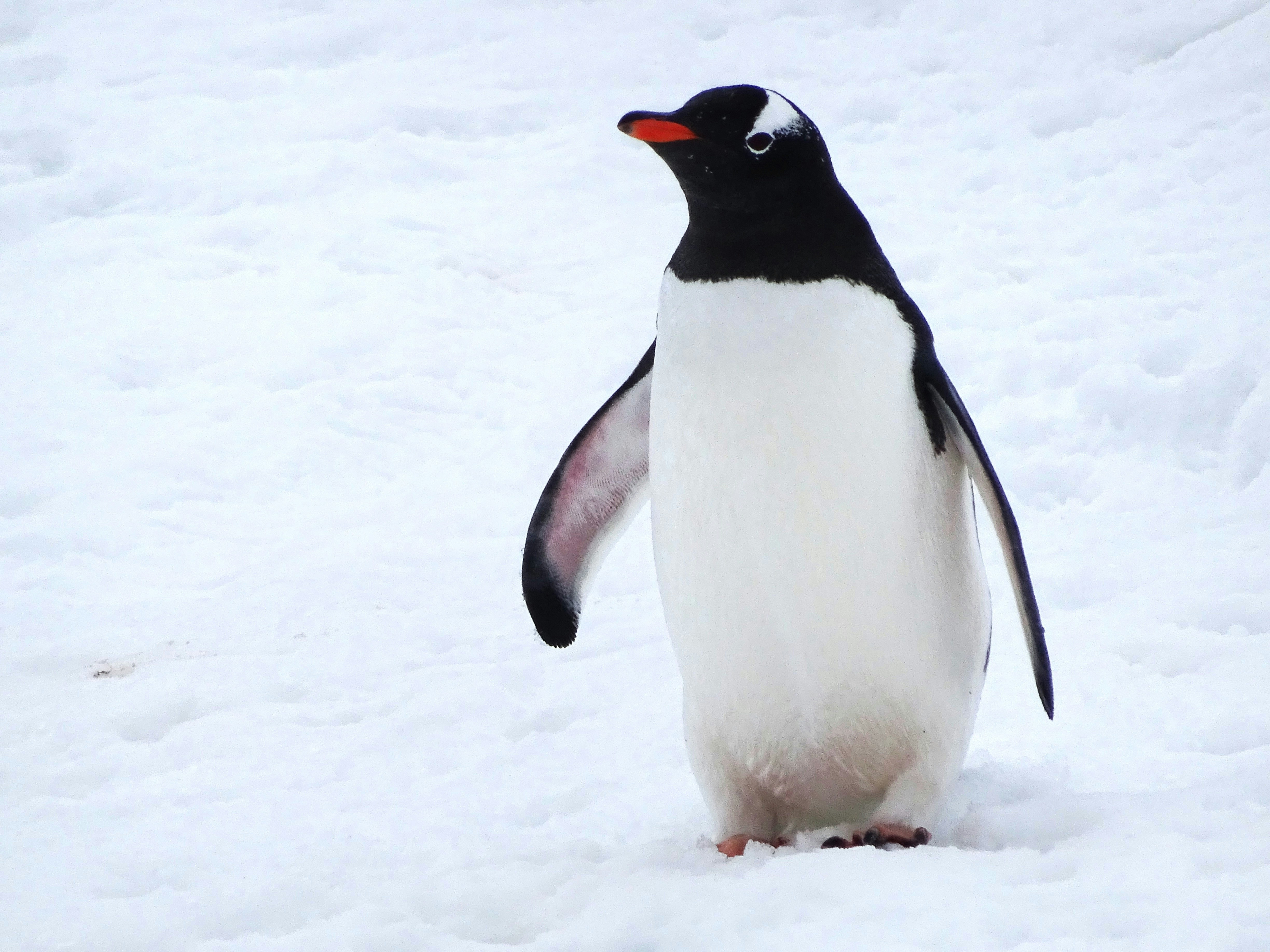 Photo by chinstrapphotography