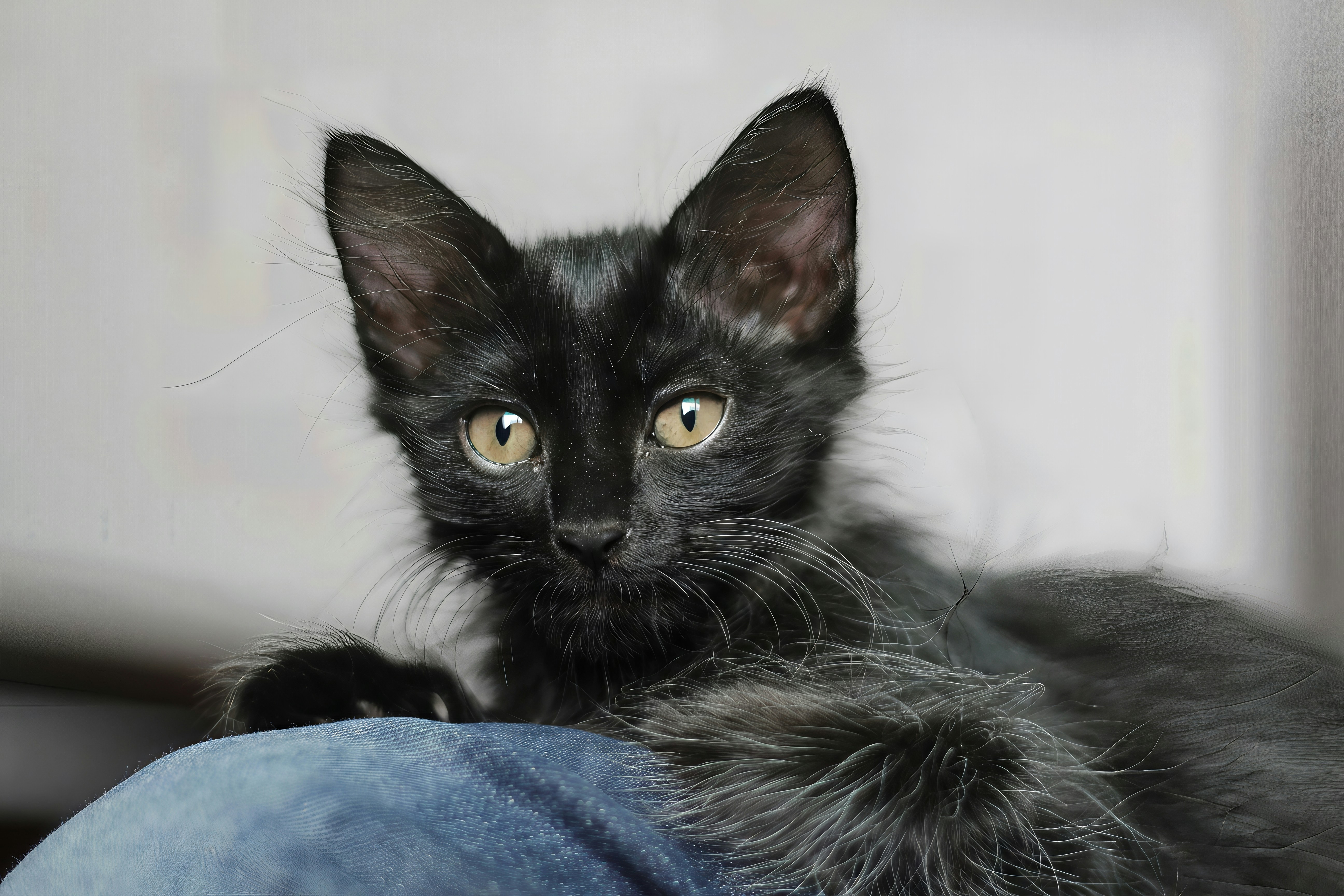 A fluffy black kitten with yellow eyes looks forward.