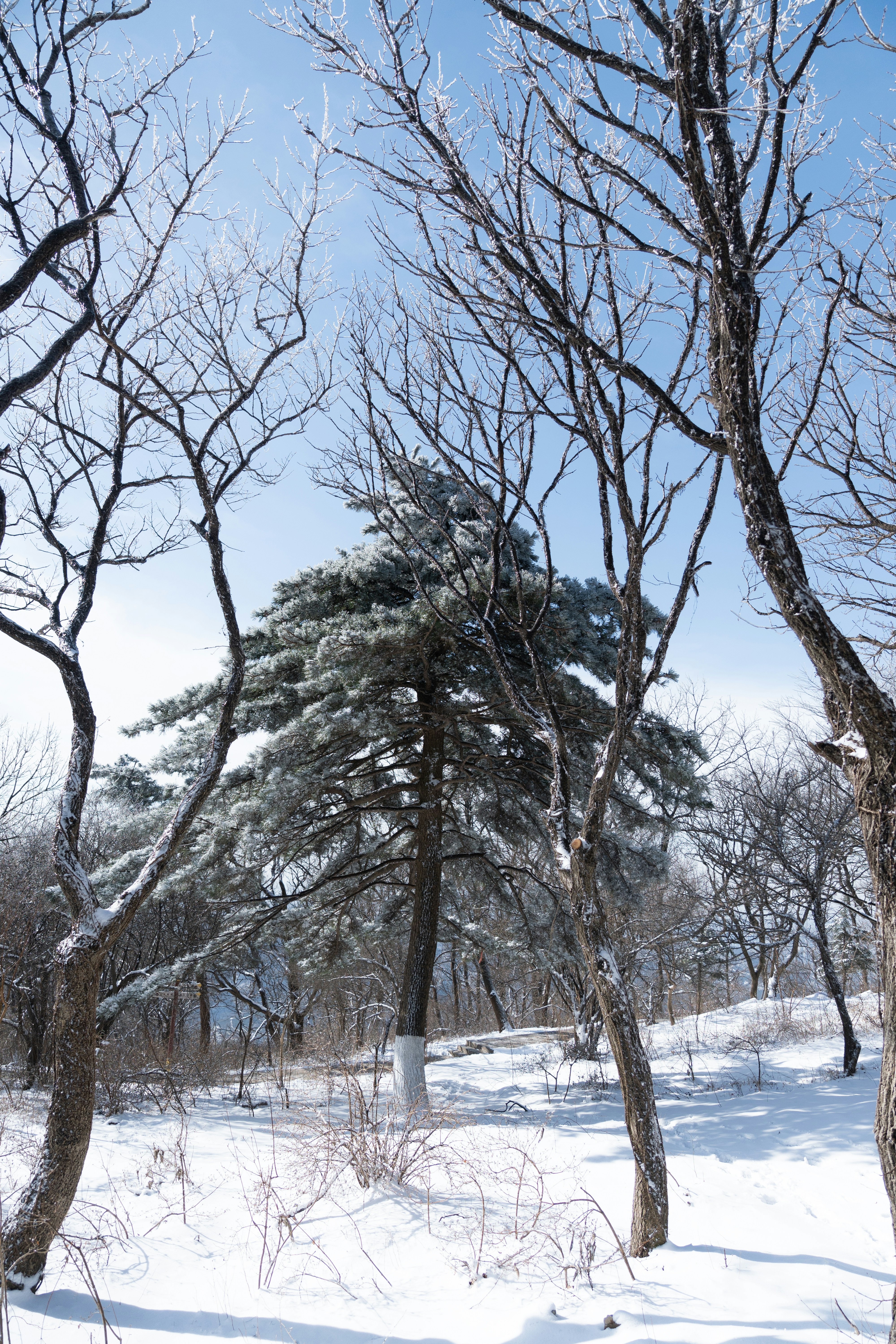 Snow-covered trees on a bright winter day