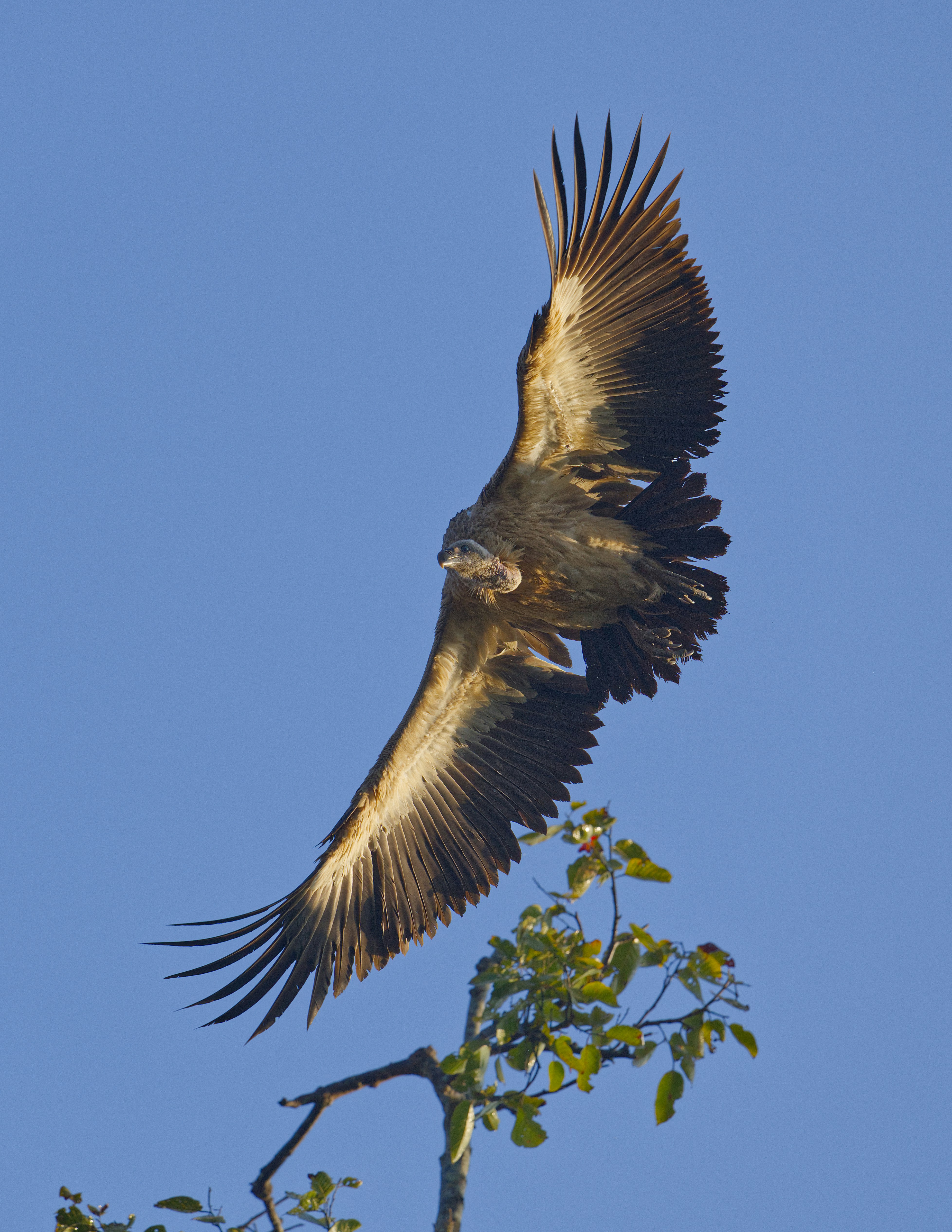 澄んだ青空を背負って飛ぶハゲタカ。