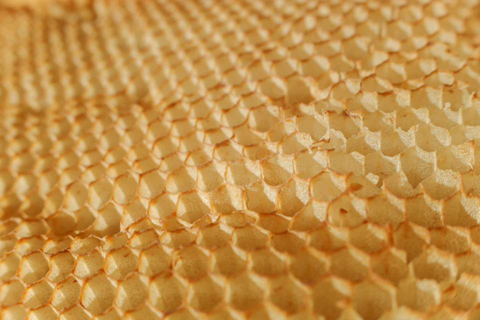 Close-up view of a snake's skin with honeycomb-like material and repeating scale patterns