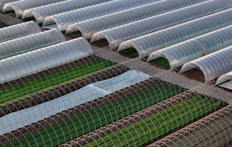 Rows of hoop greenhouses on a farm