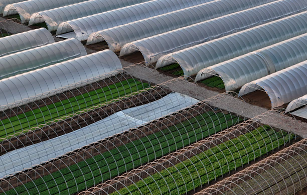 Rows of hoop greenhouses on a farm