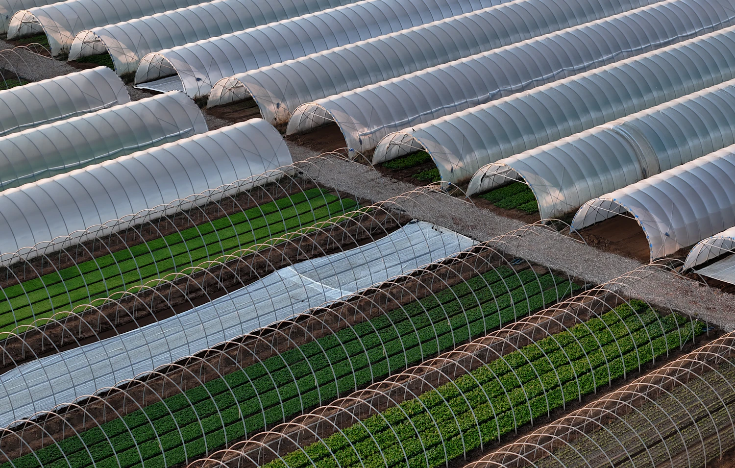 Rows of crops growing under polytunnels