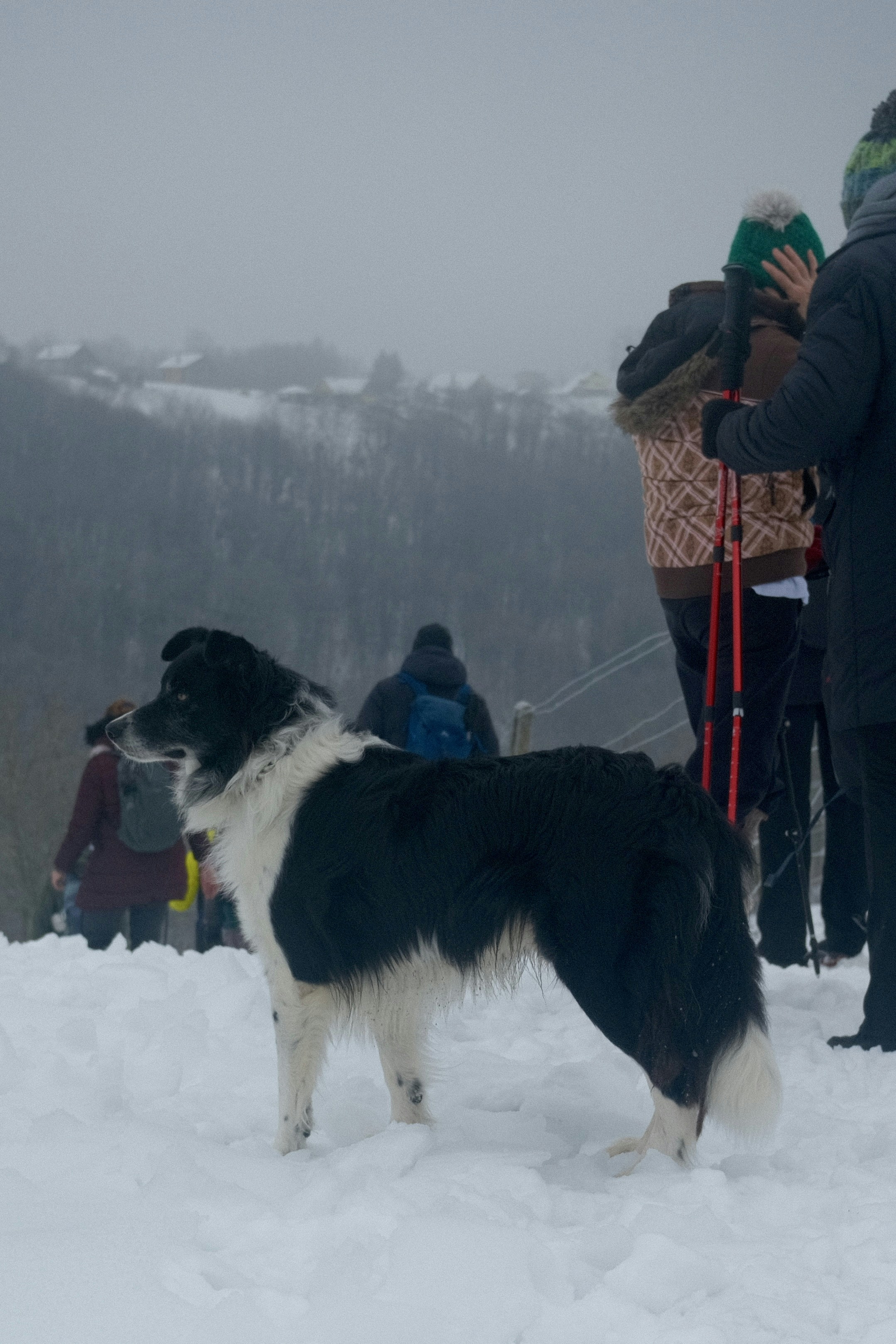 A black and white dog stands in the snow.