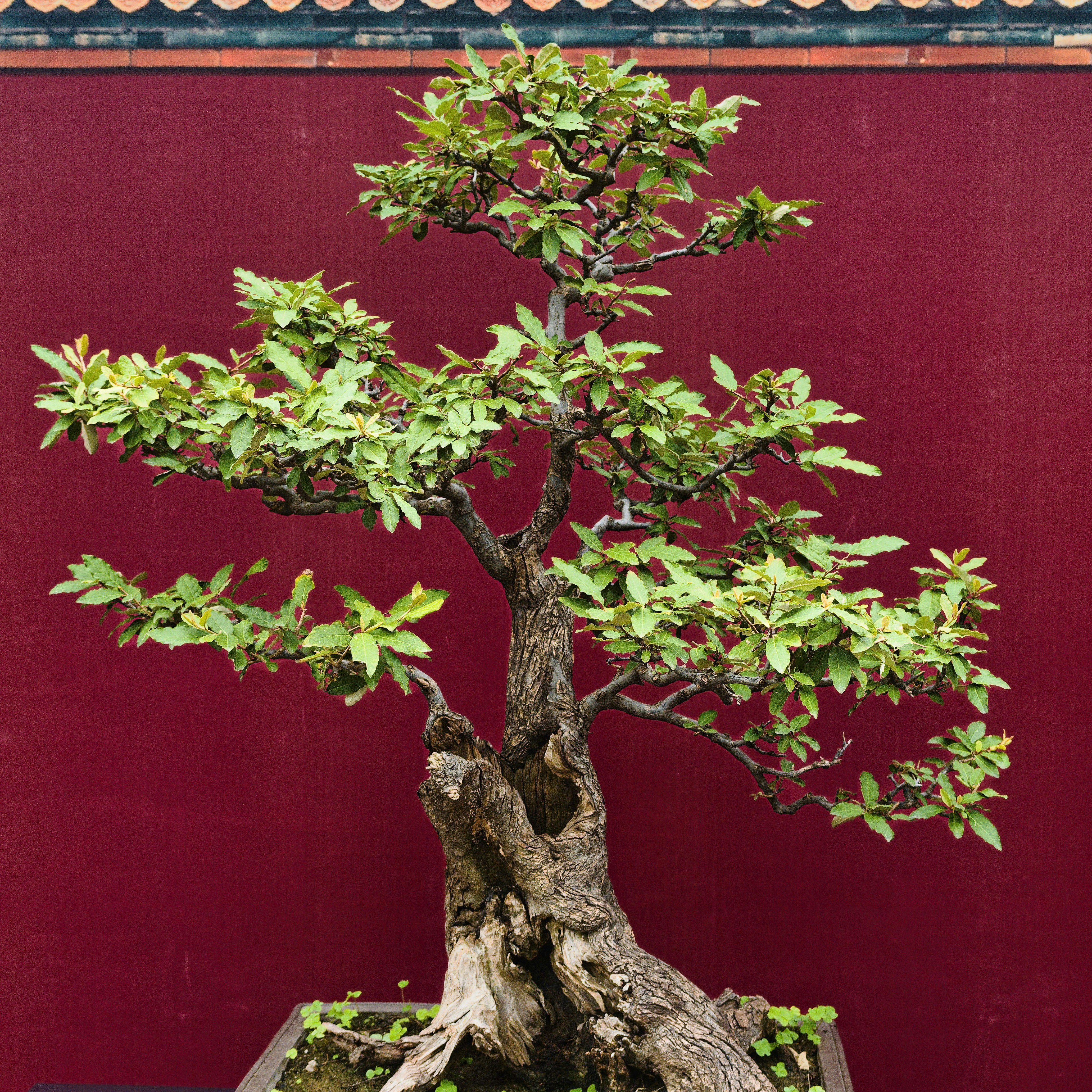 Ancient Bonsai Tree in a pot, demonstrating the art of miniature trees.