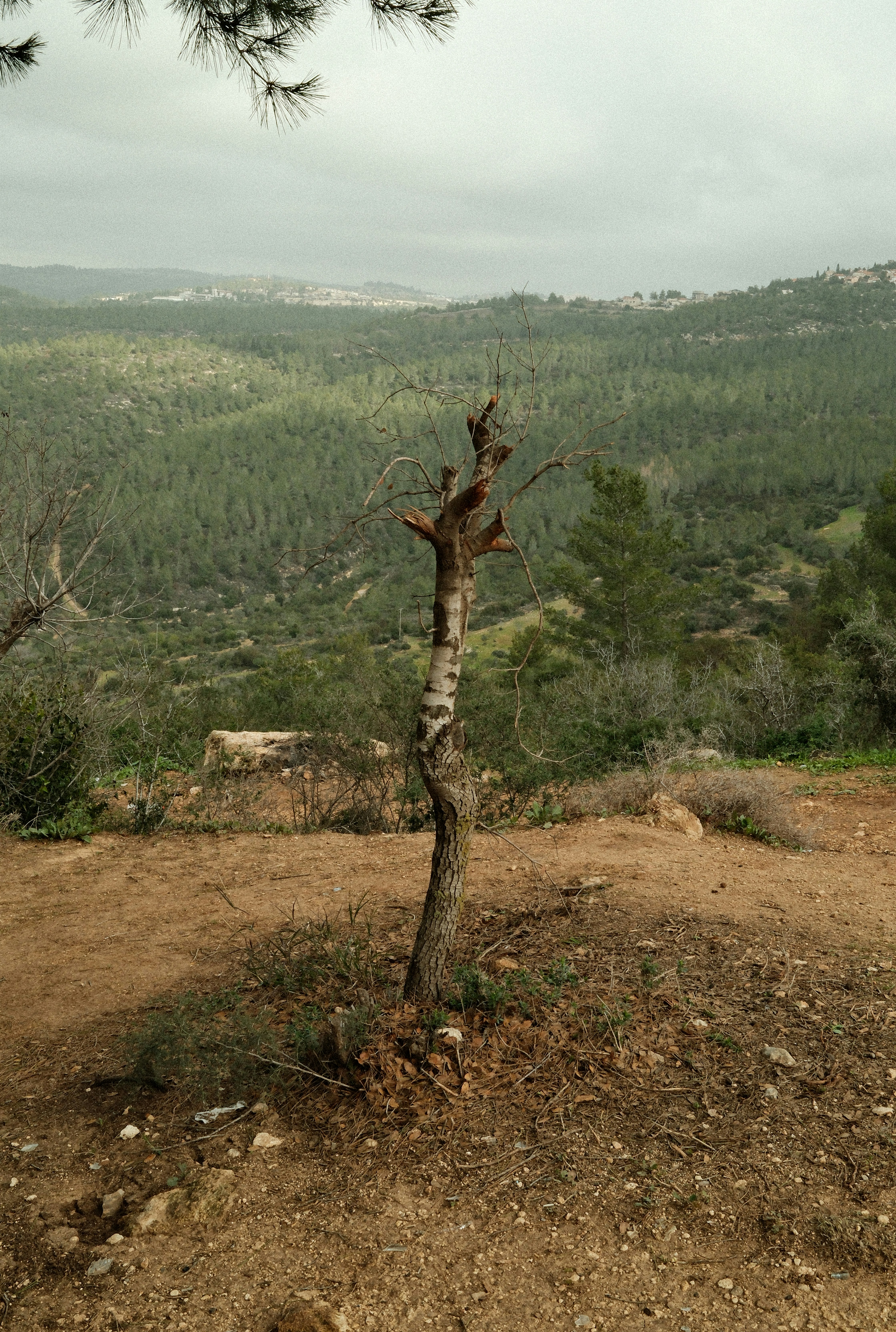 A lone, bare tree stands on a hill.