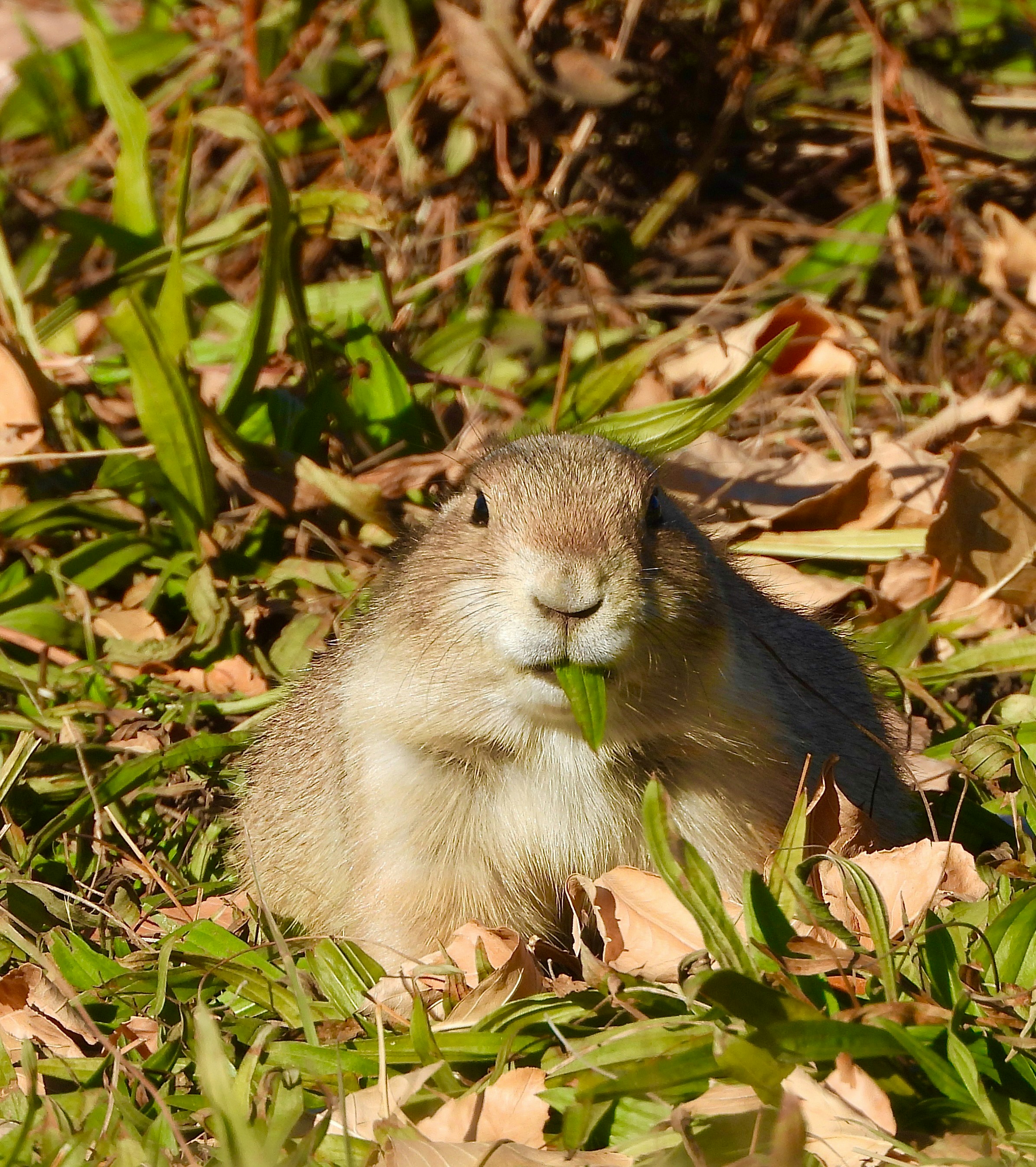 A prairie dog eating grass in a field.