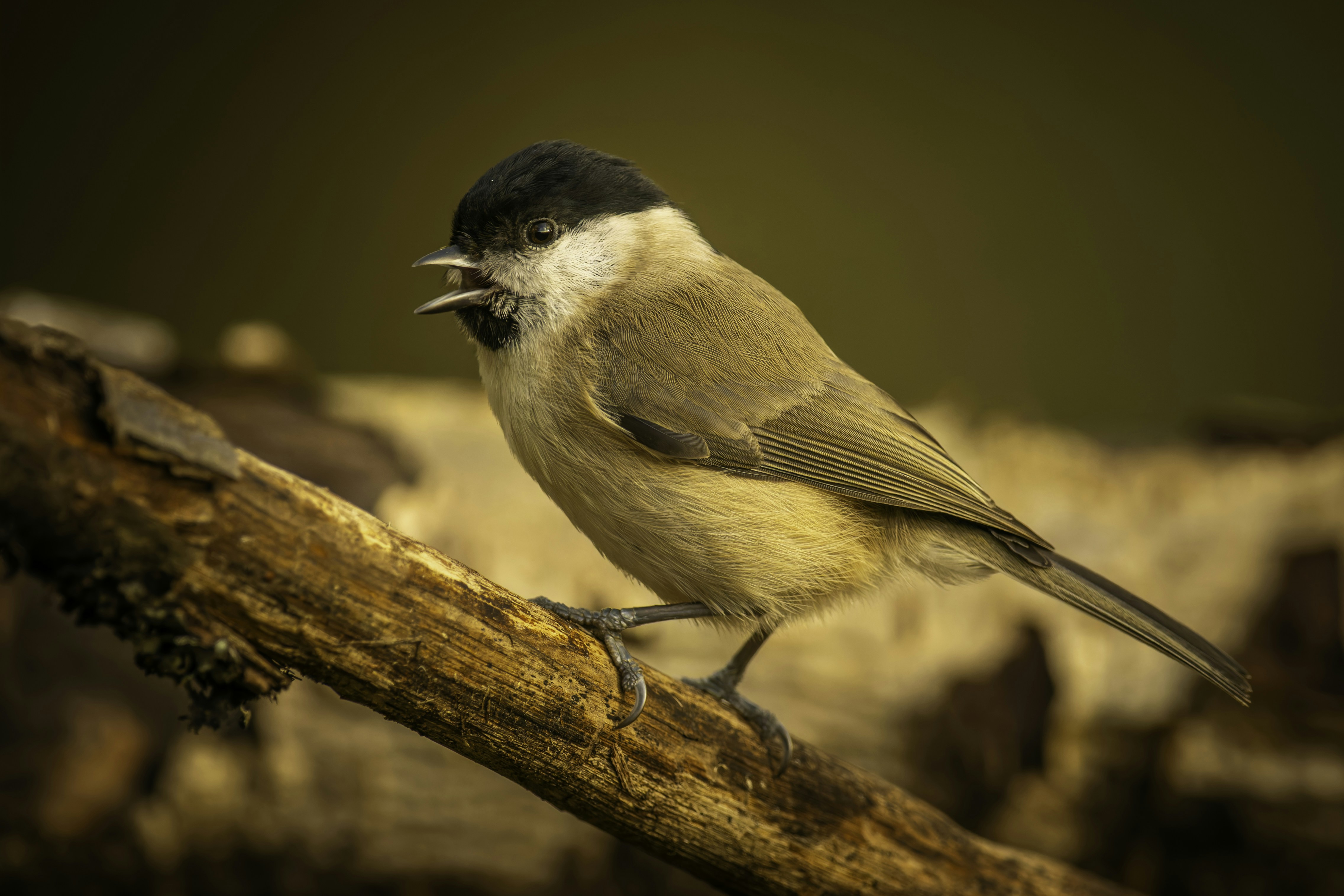 Un pájaro pequeño con una gorra negra en una rama