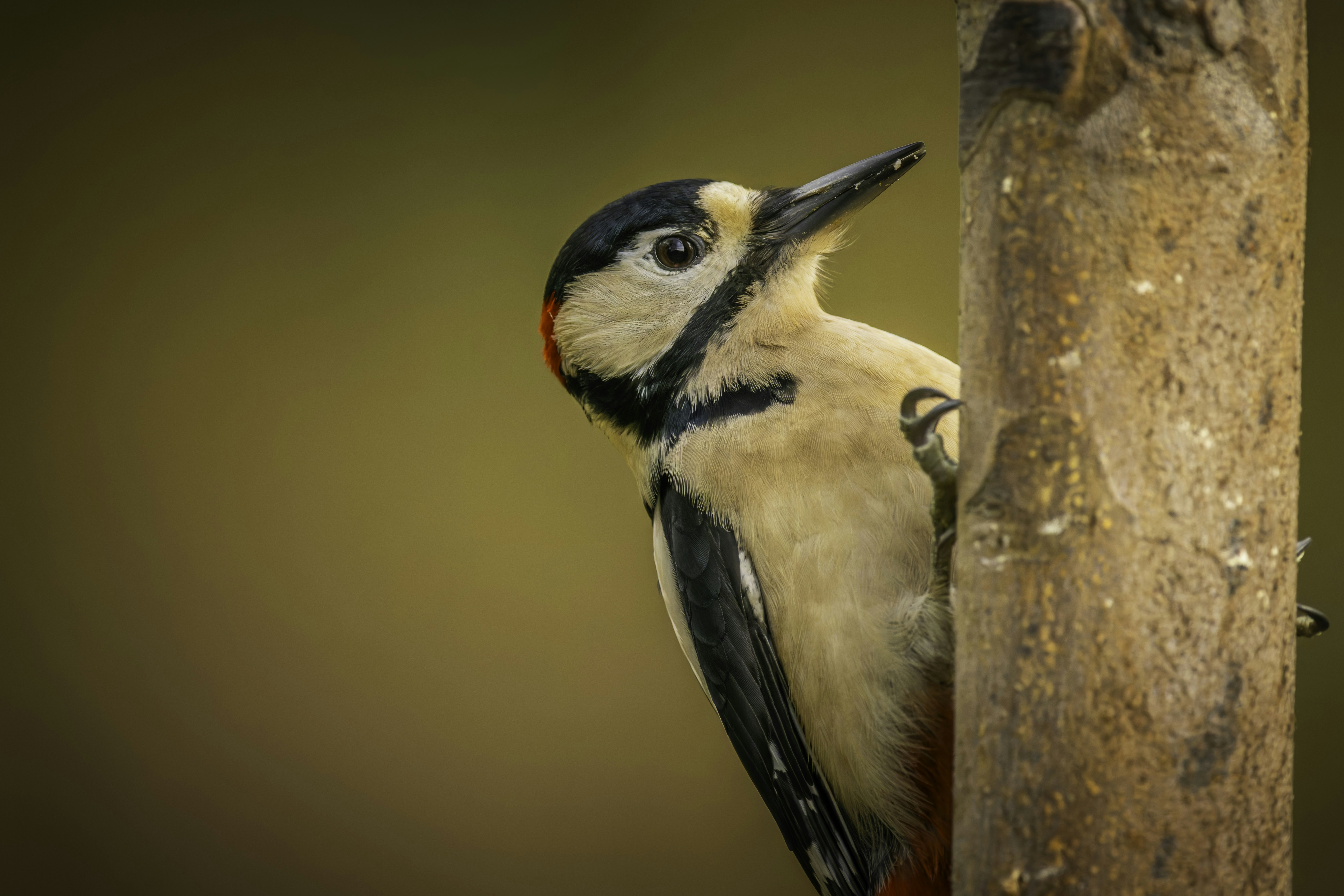 Un gran pájaro carpintero moteado se aferra al tronco de un árbol.
