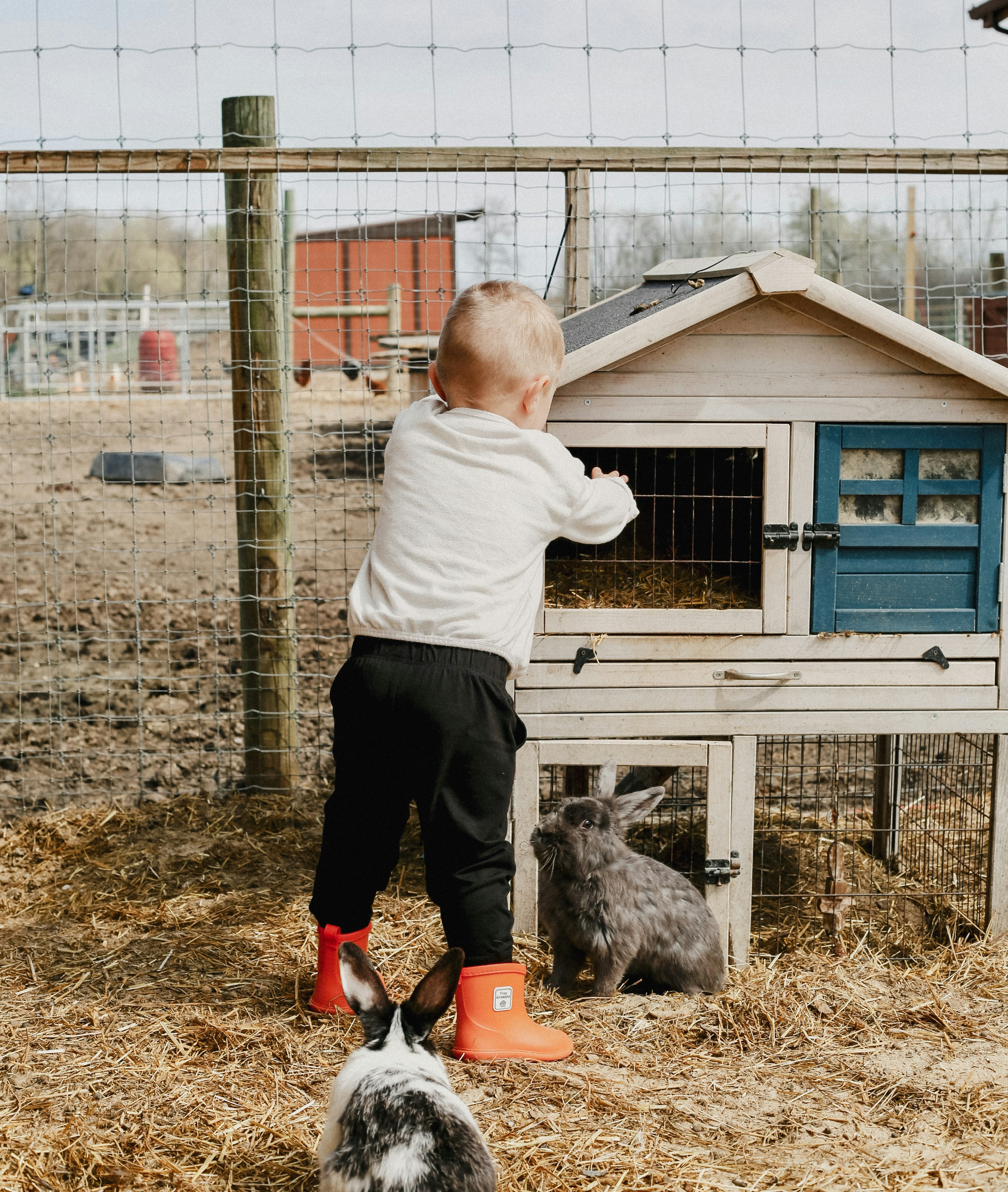 A toddler looks into a rabbit hutch with bunnies nearby