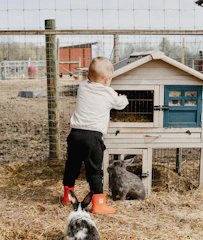 A toddler looks into a rabbit hutch with bunnies nearby