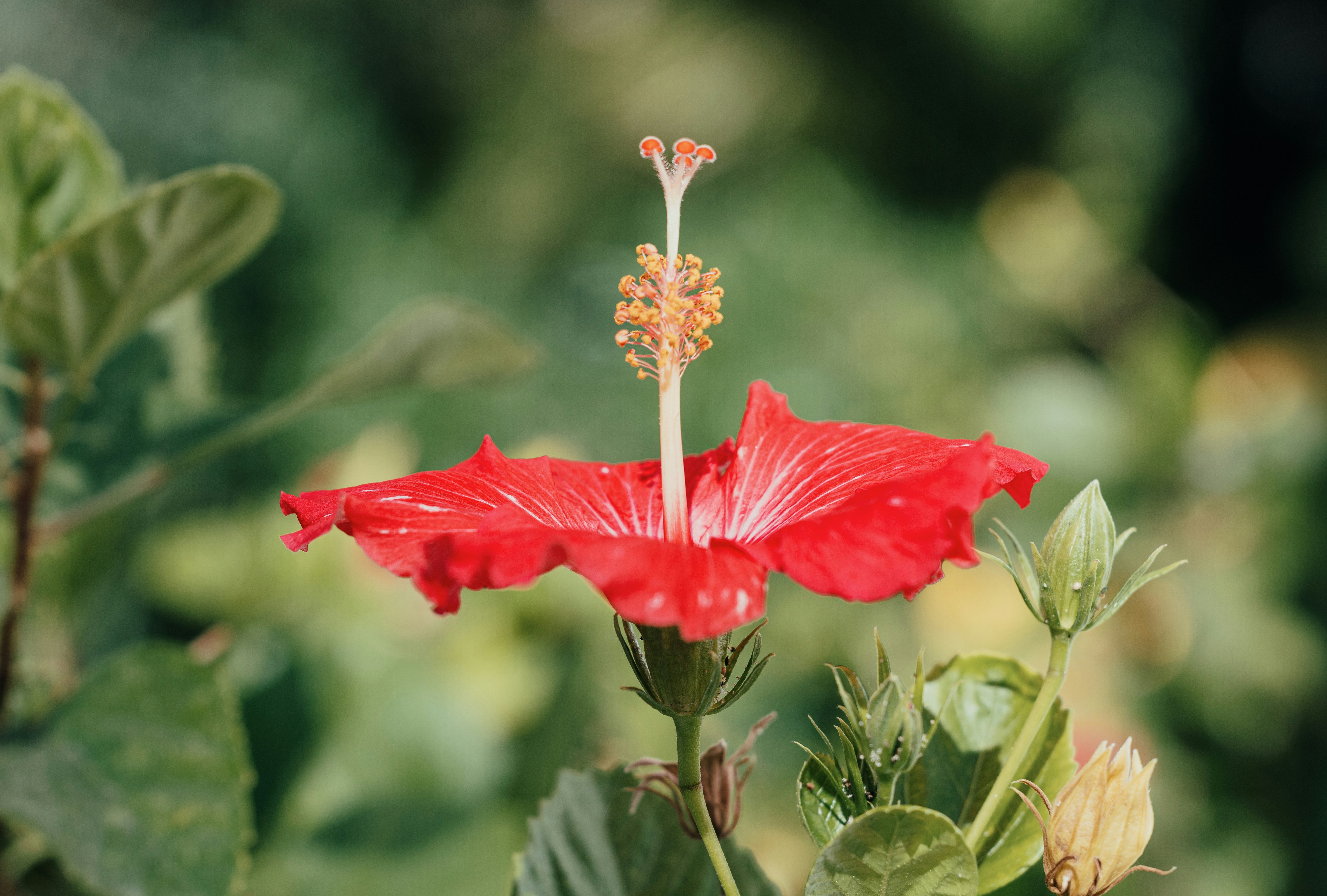 Eine leuchtend rote Hibiskusblüte in Blüte.