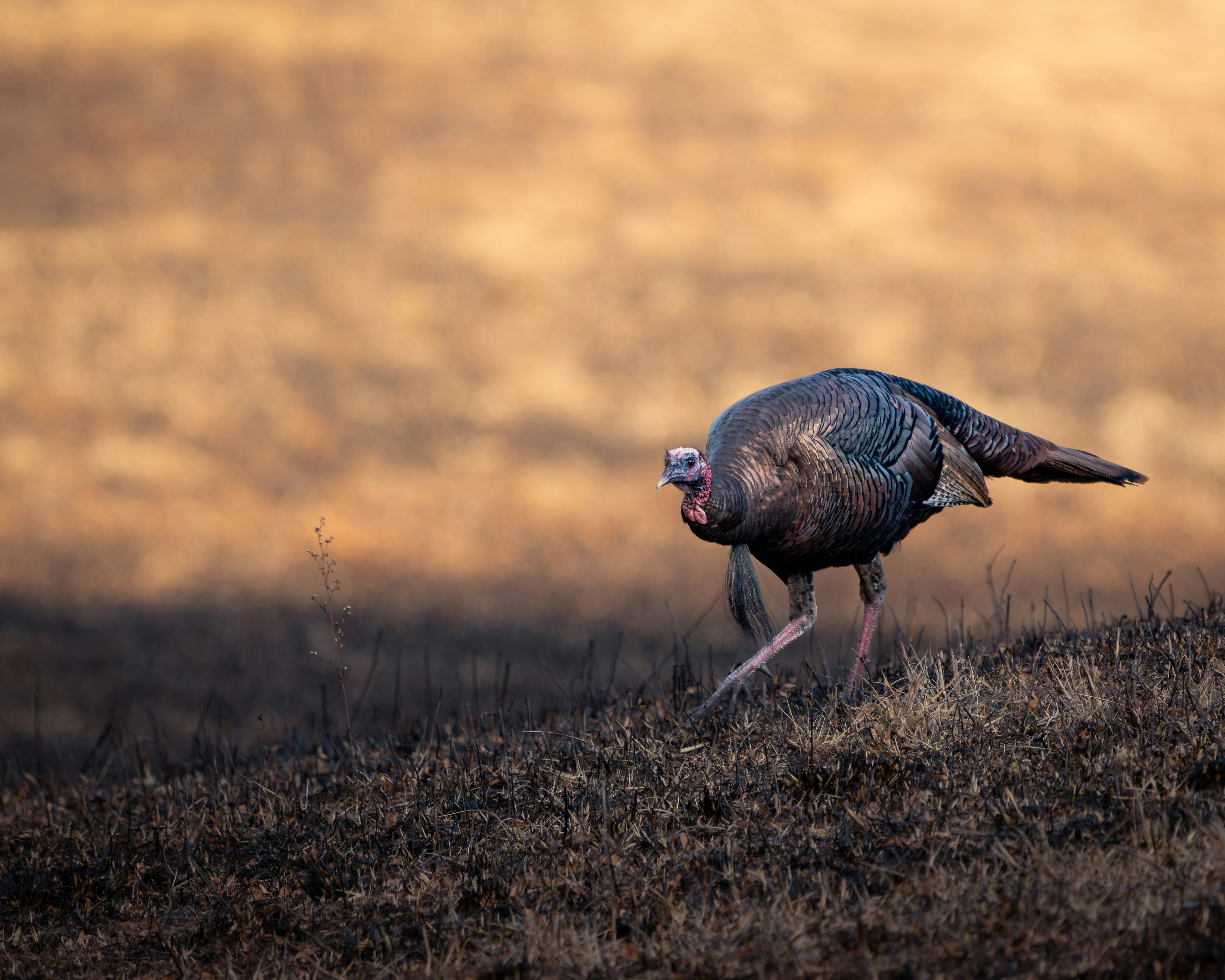 A wild turkey walks across a dry, grassy field.