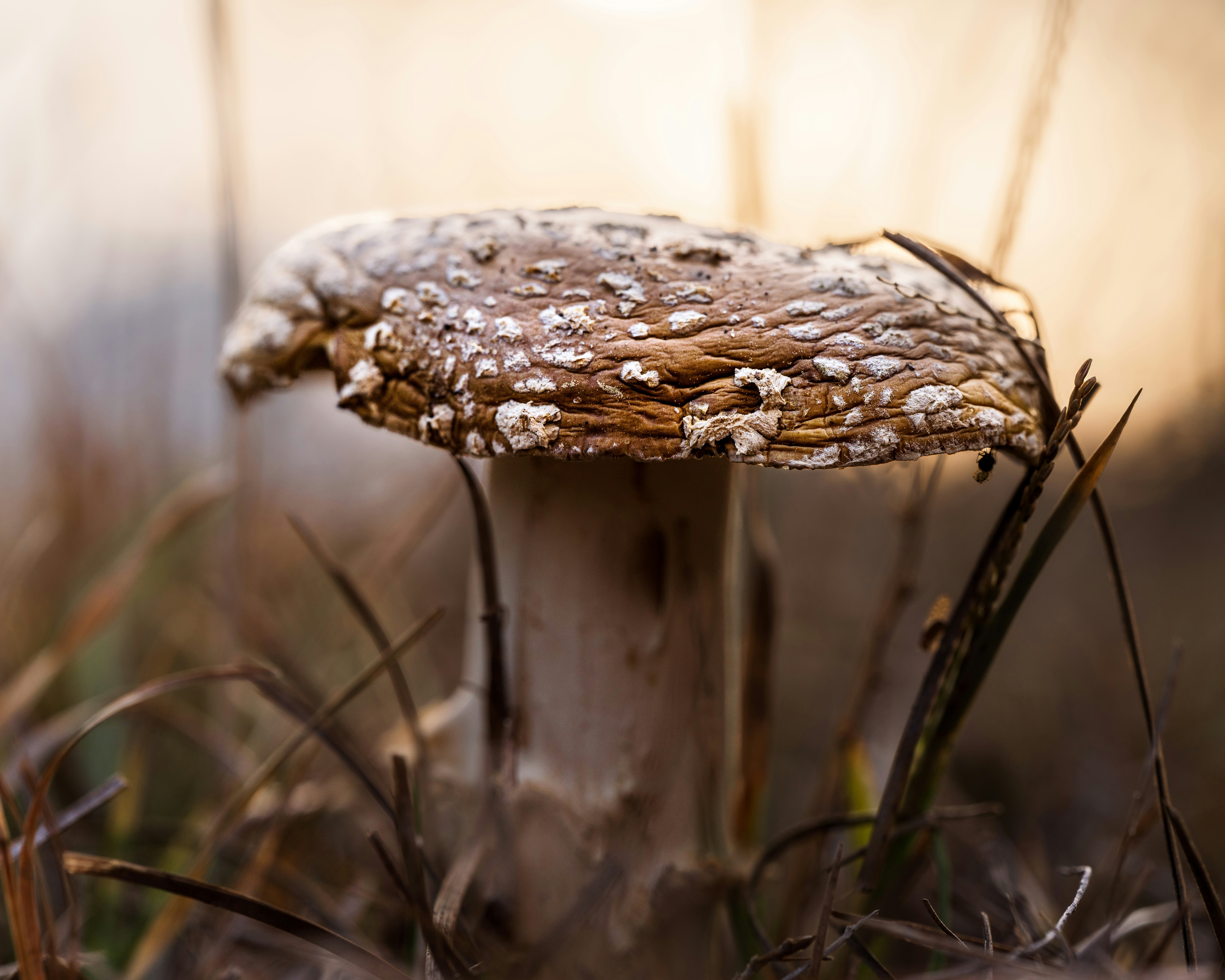 Mycelium vs Fruiting Body: The Mushroom Supplement Truth