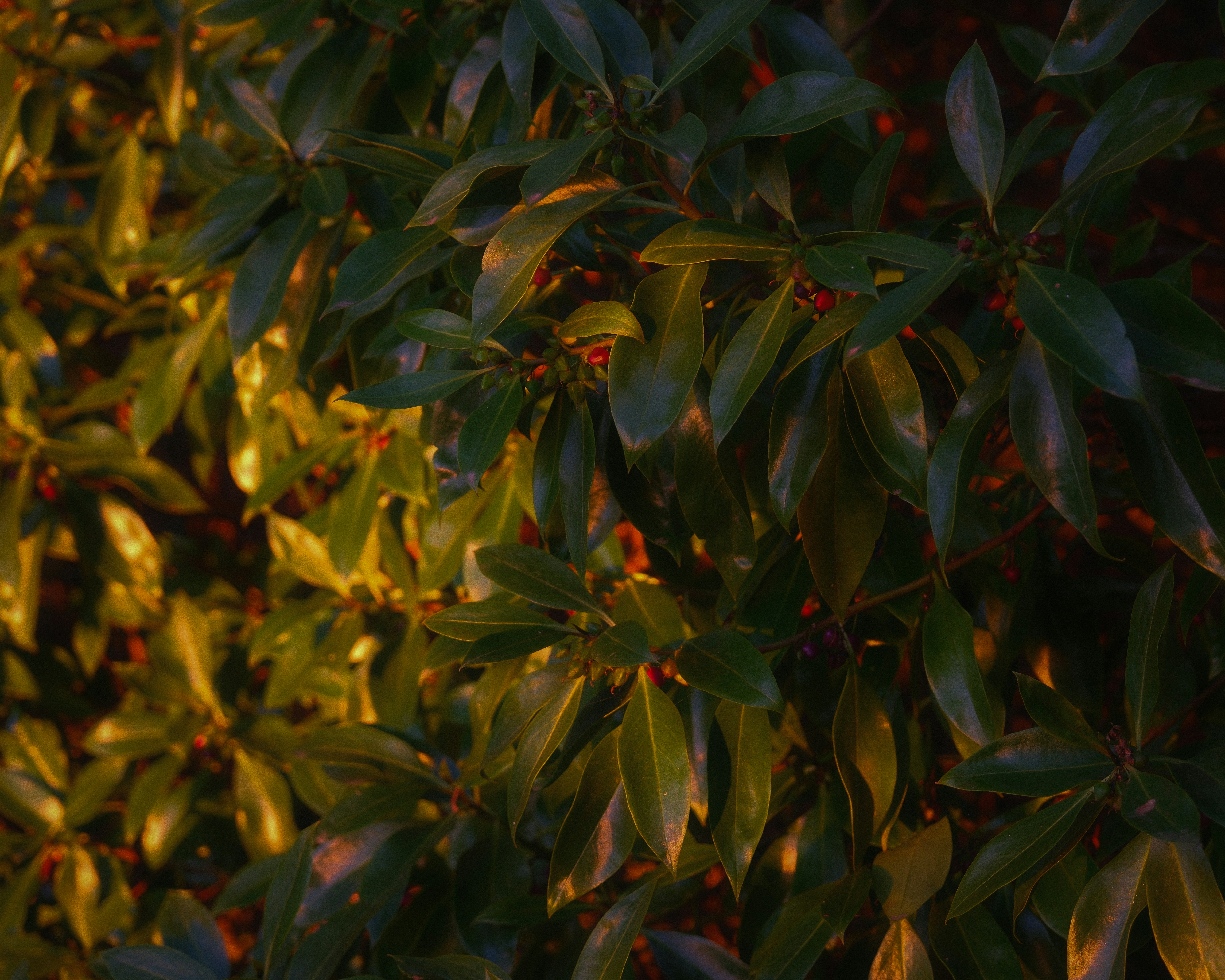 Photo by kalaniparker