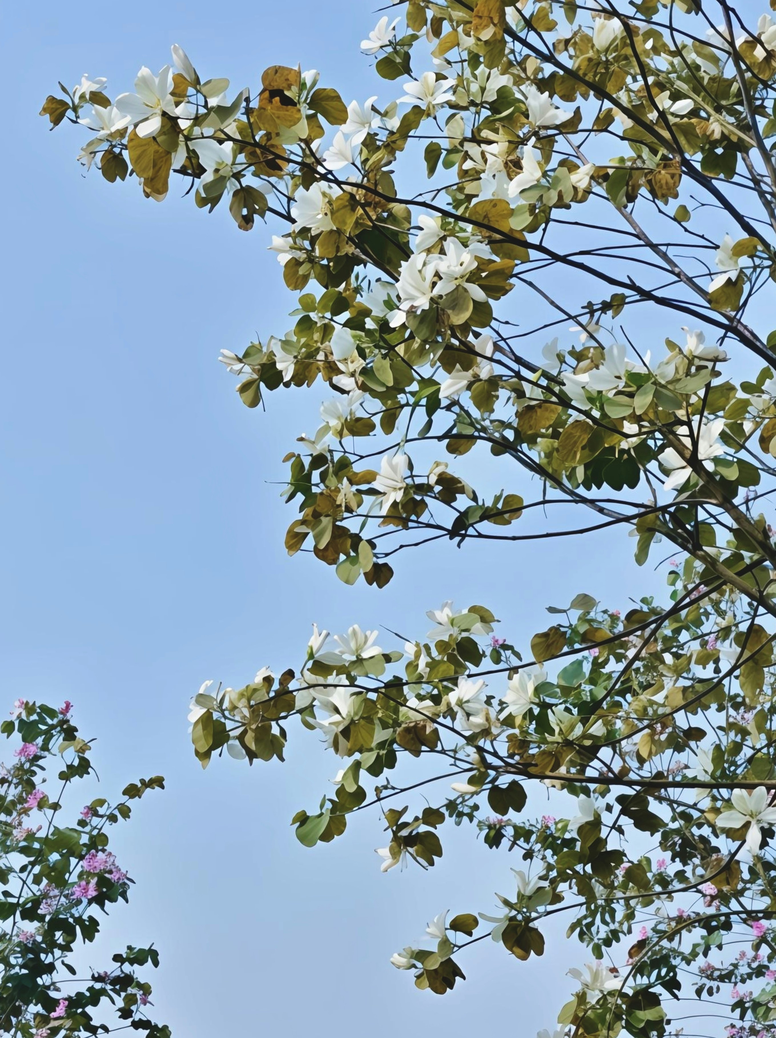 Photo by potatota124