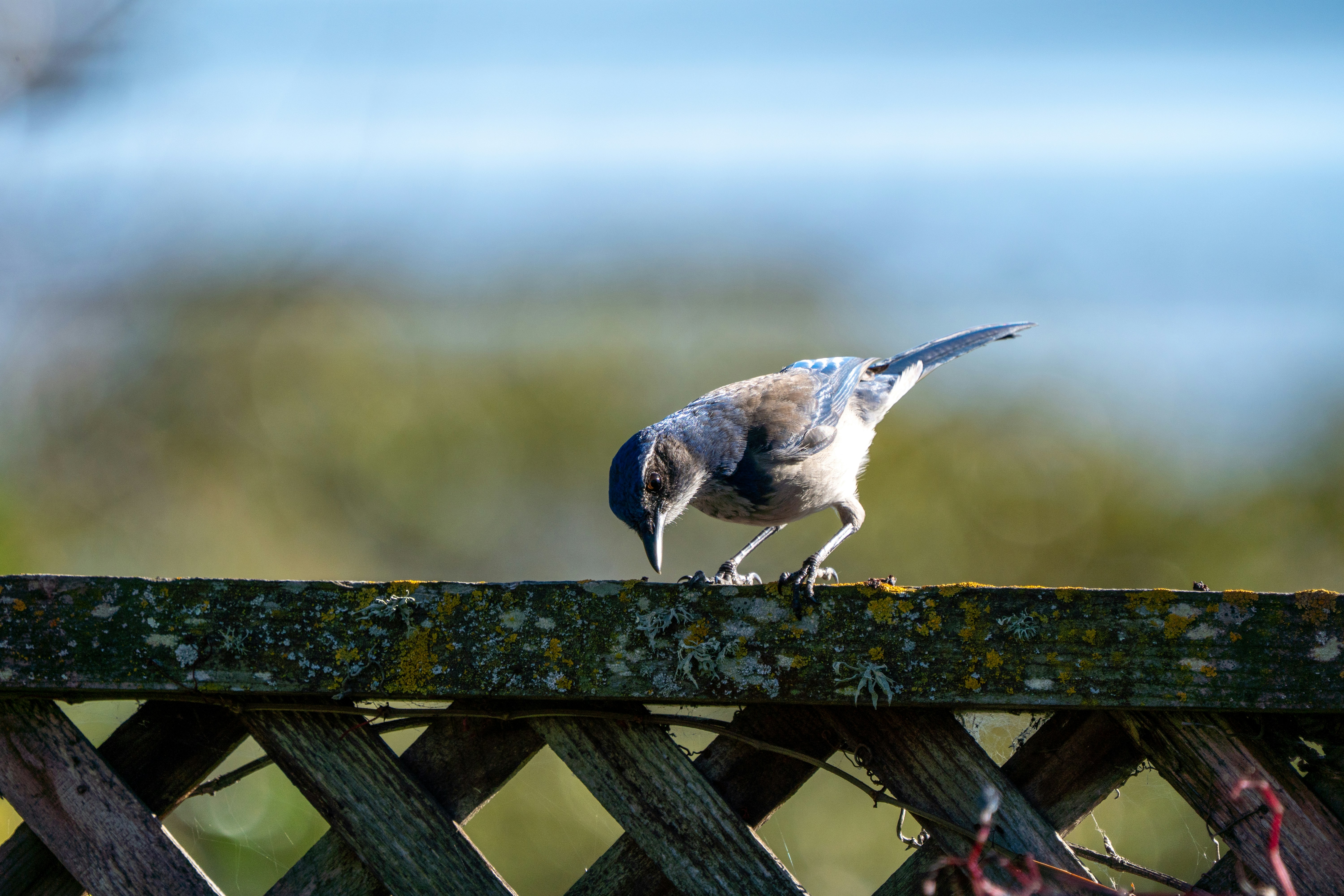 Photo by zacharia_17