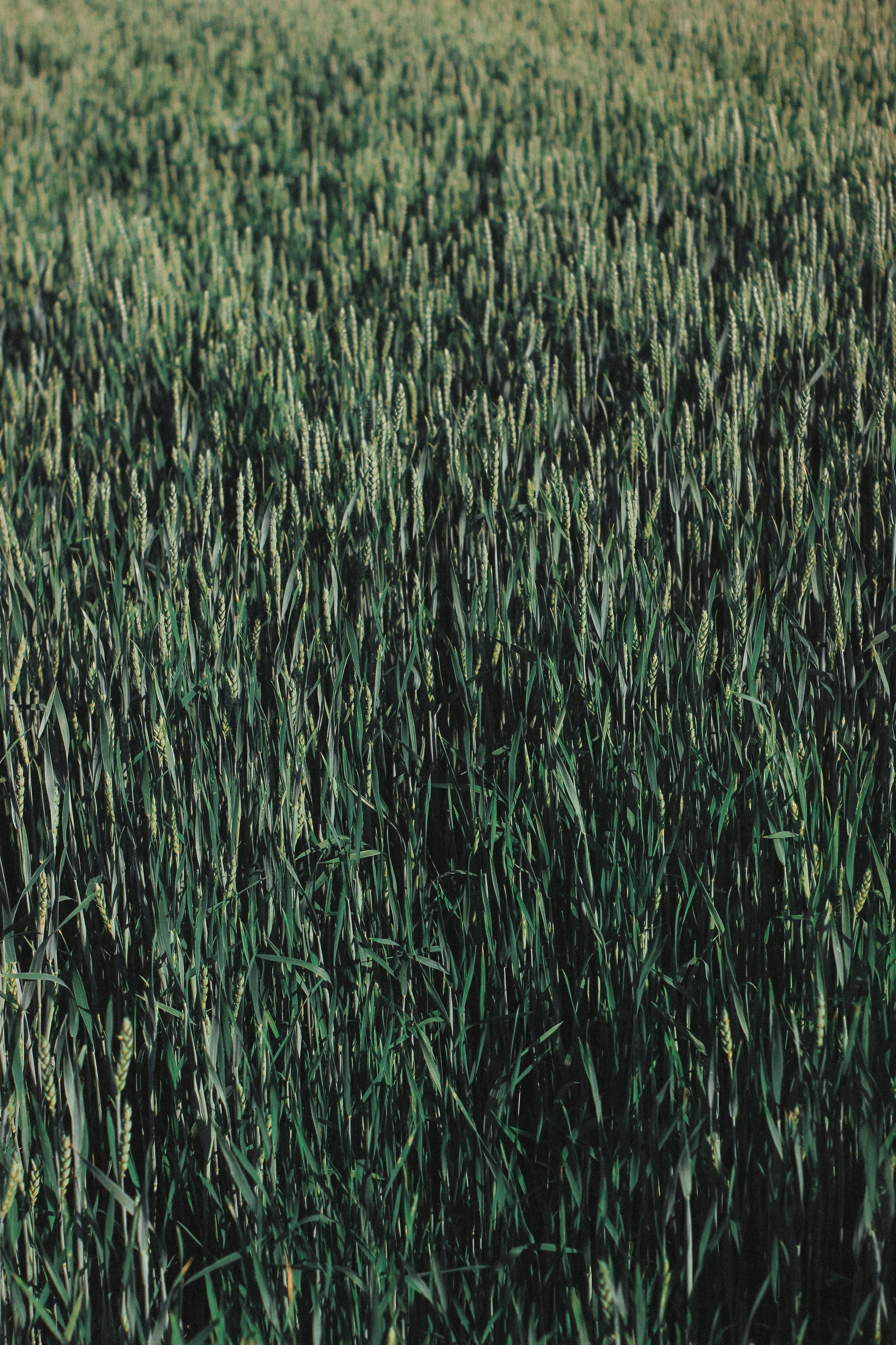 Un campo de trigo verde bajo un cielo brillante