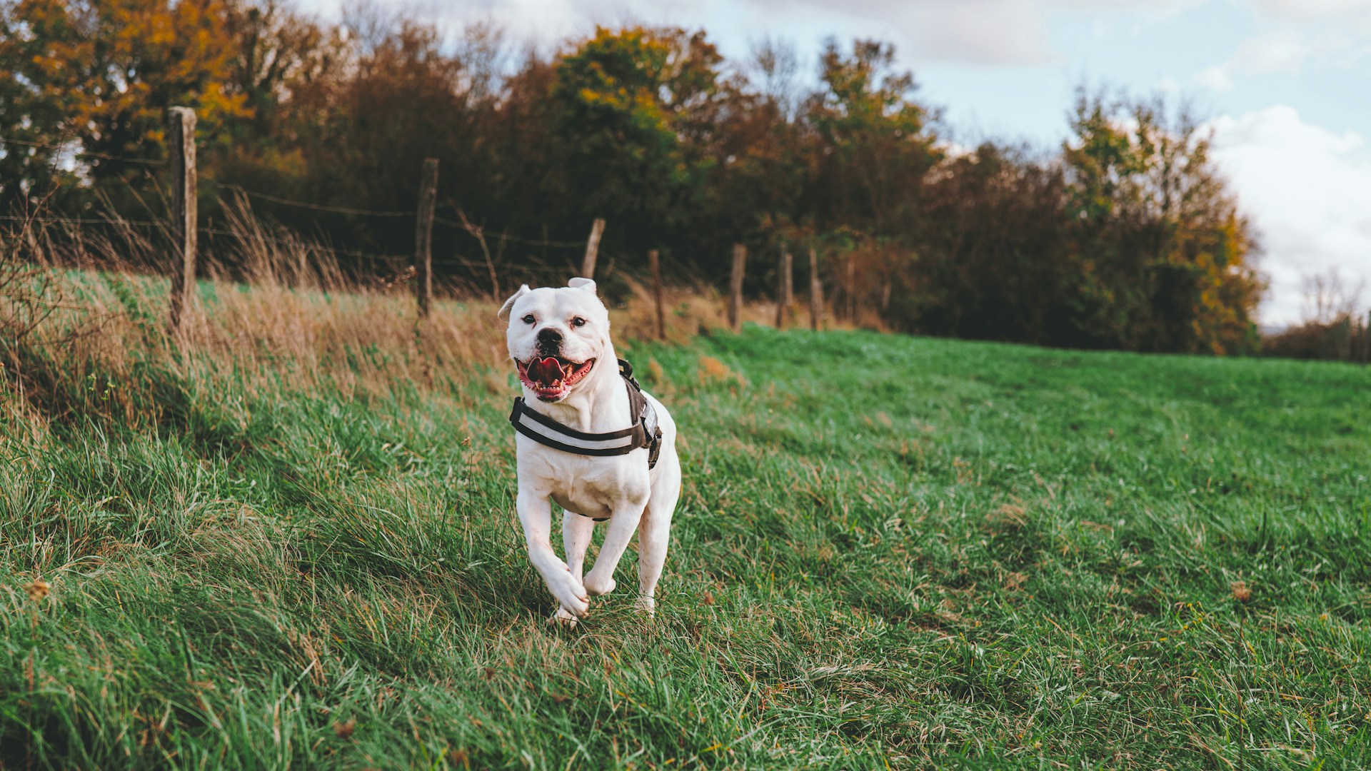 A white dog runs happily through a grassy field.