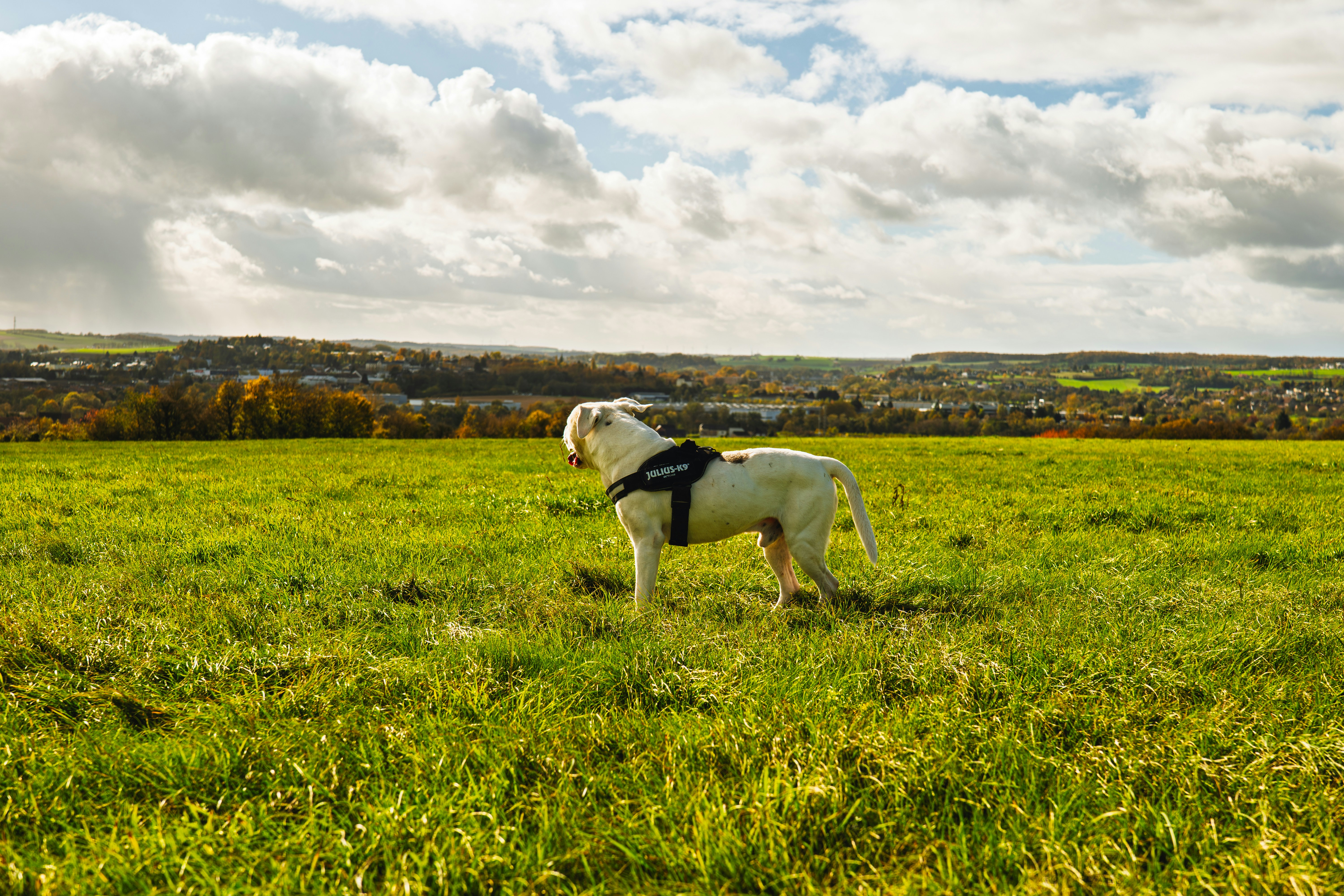 White dog standing in a grassy field with clouds.