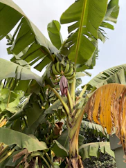 A bunch of green bananas hangs from a tree.