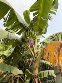 A bunch of green bananas hangs from a tree.