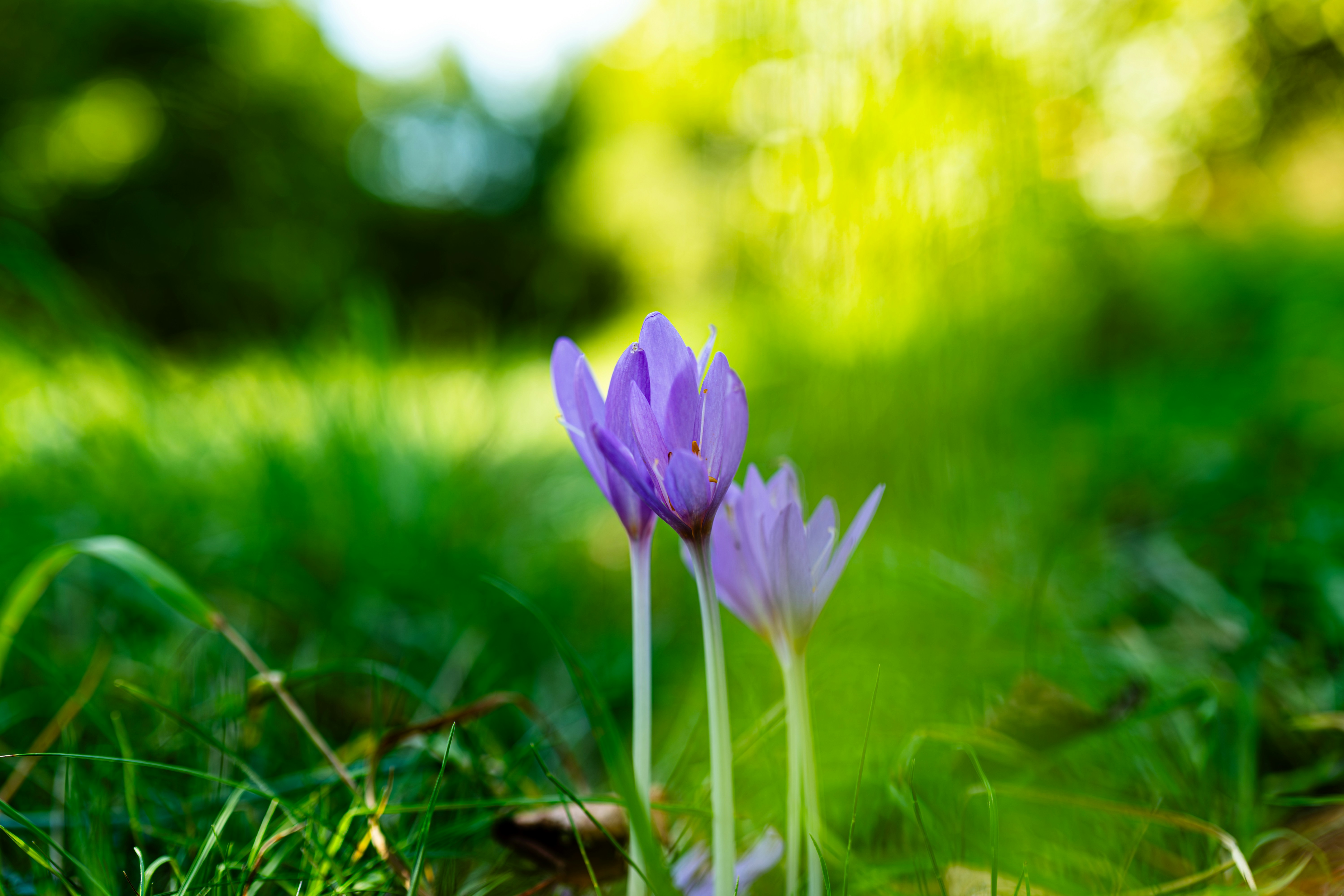 Two purple flowers in a green grassy field.