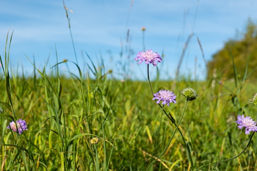 Purple flowers in a green grassy field under blue sky