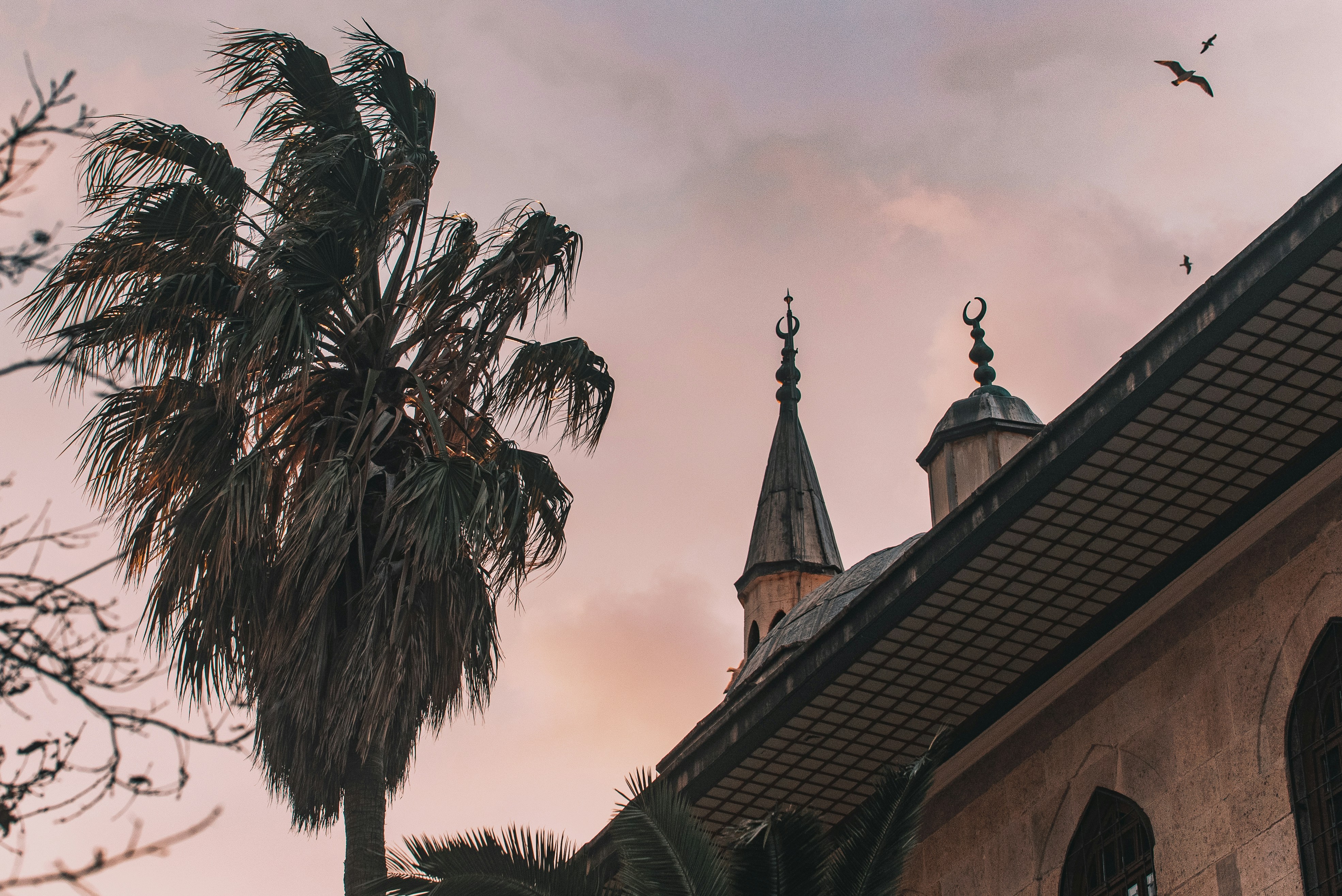 Palm tree and mosque domes at sunset