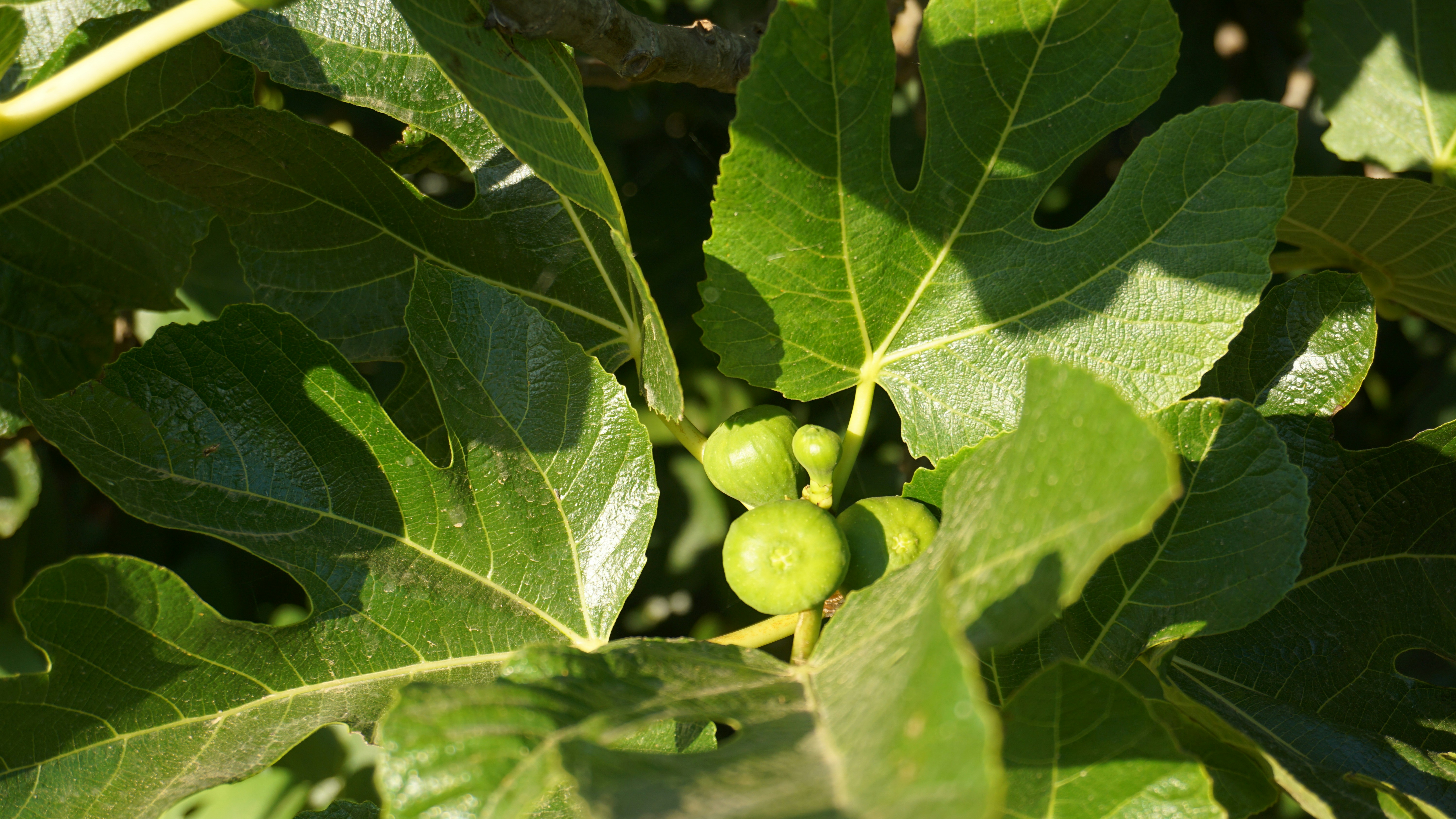 Photo by clickadelic