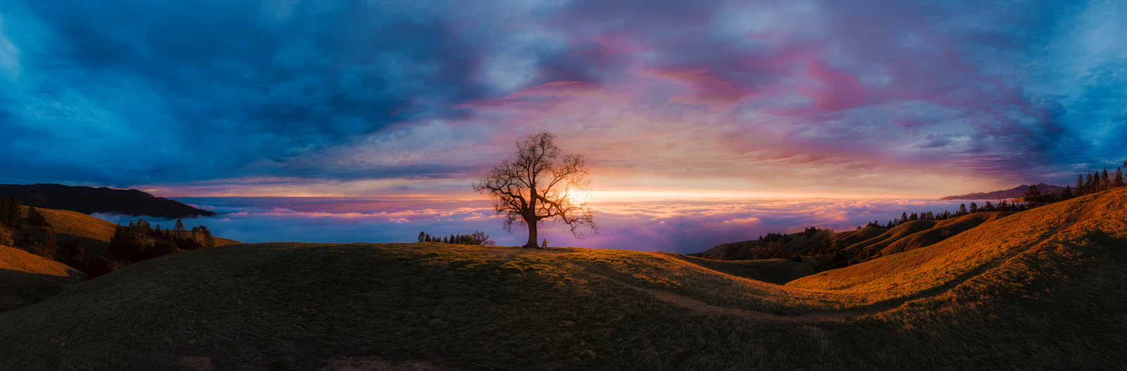 A lone tree on a hill at sunset under a colorful sky